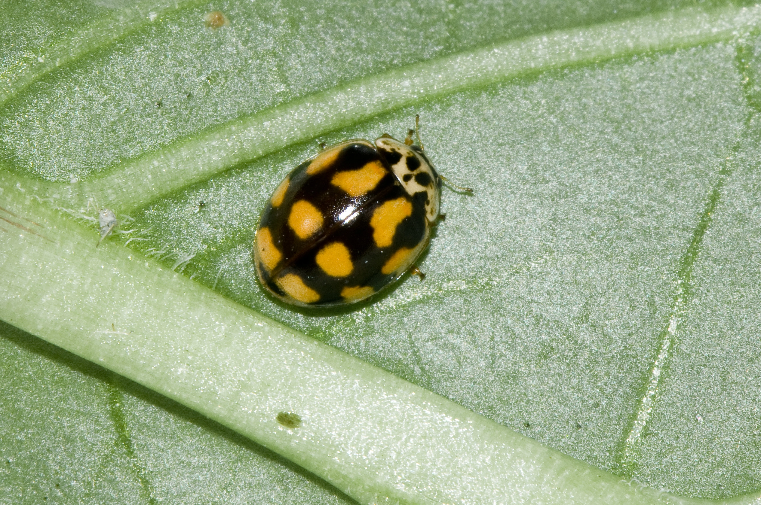 : Adalia decempunctata.