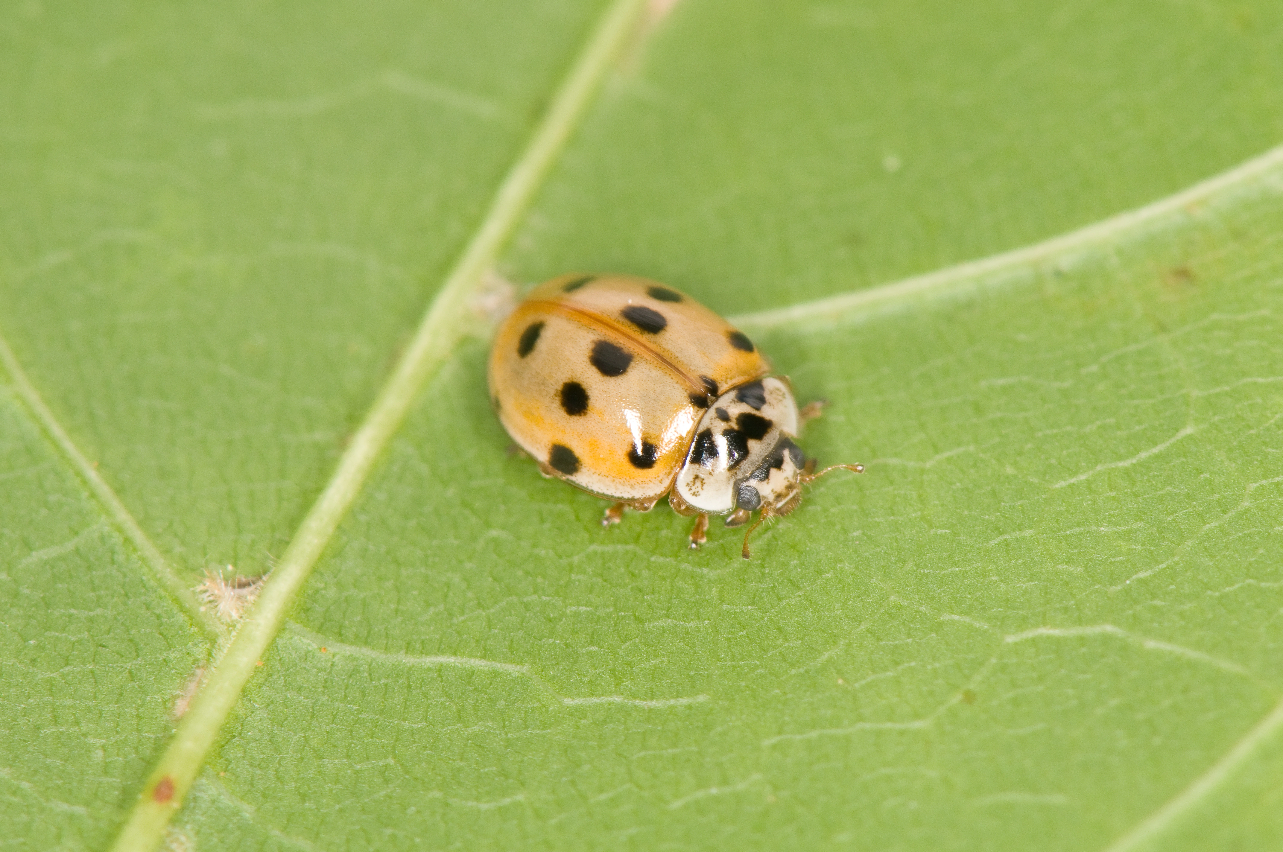 : Adalia decempunctata.