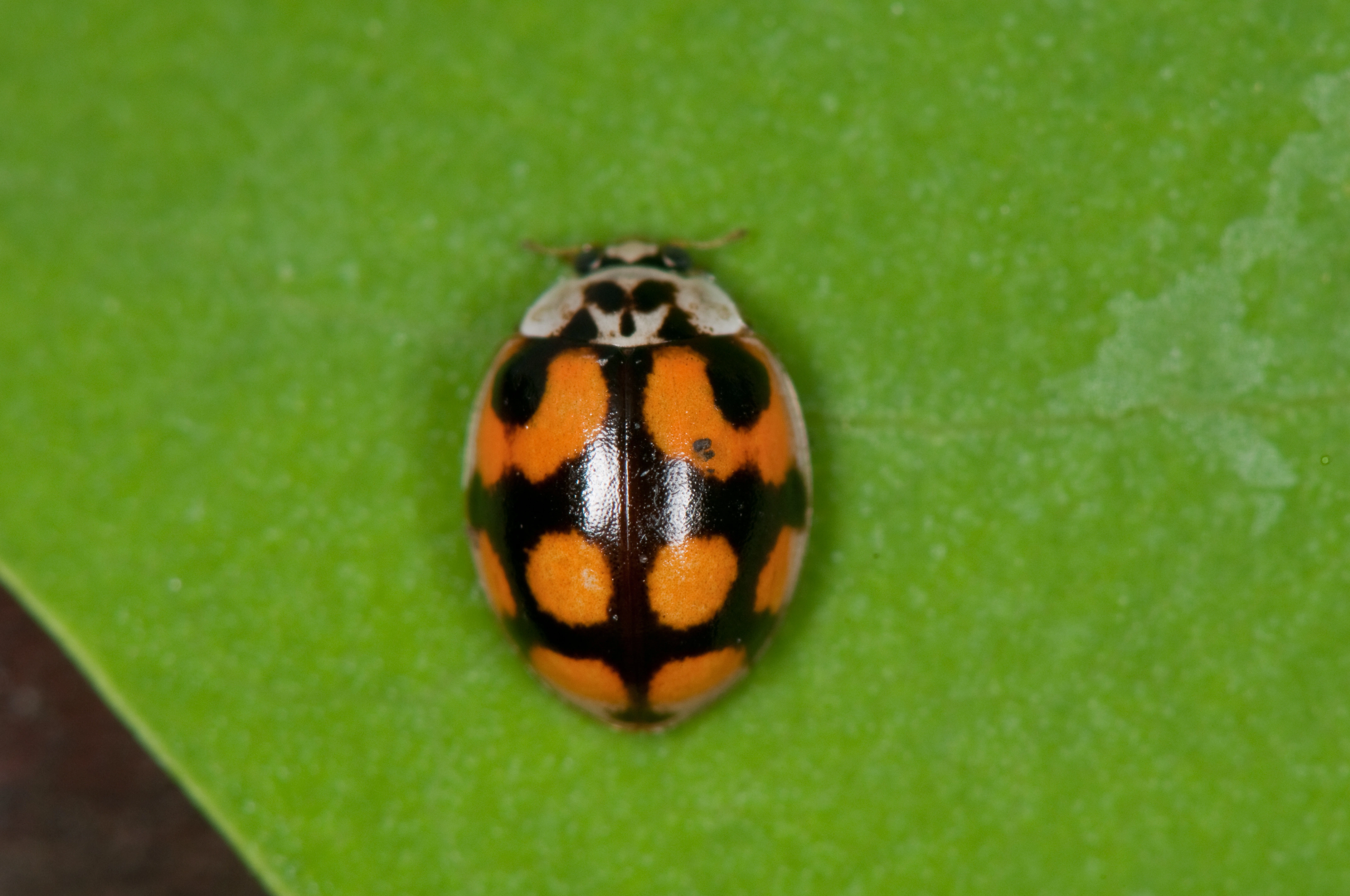 : Adalia decempunctata.