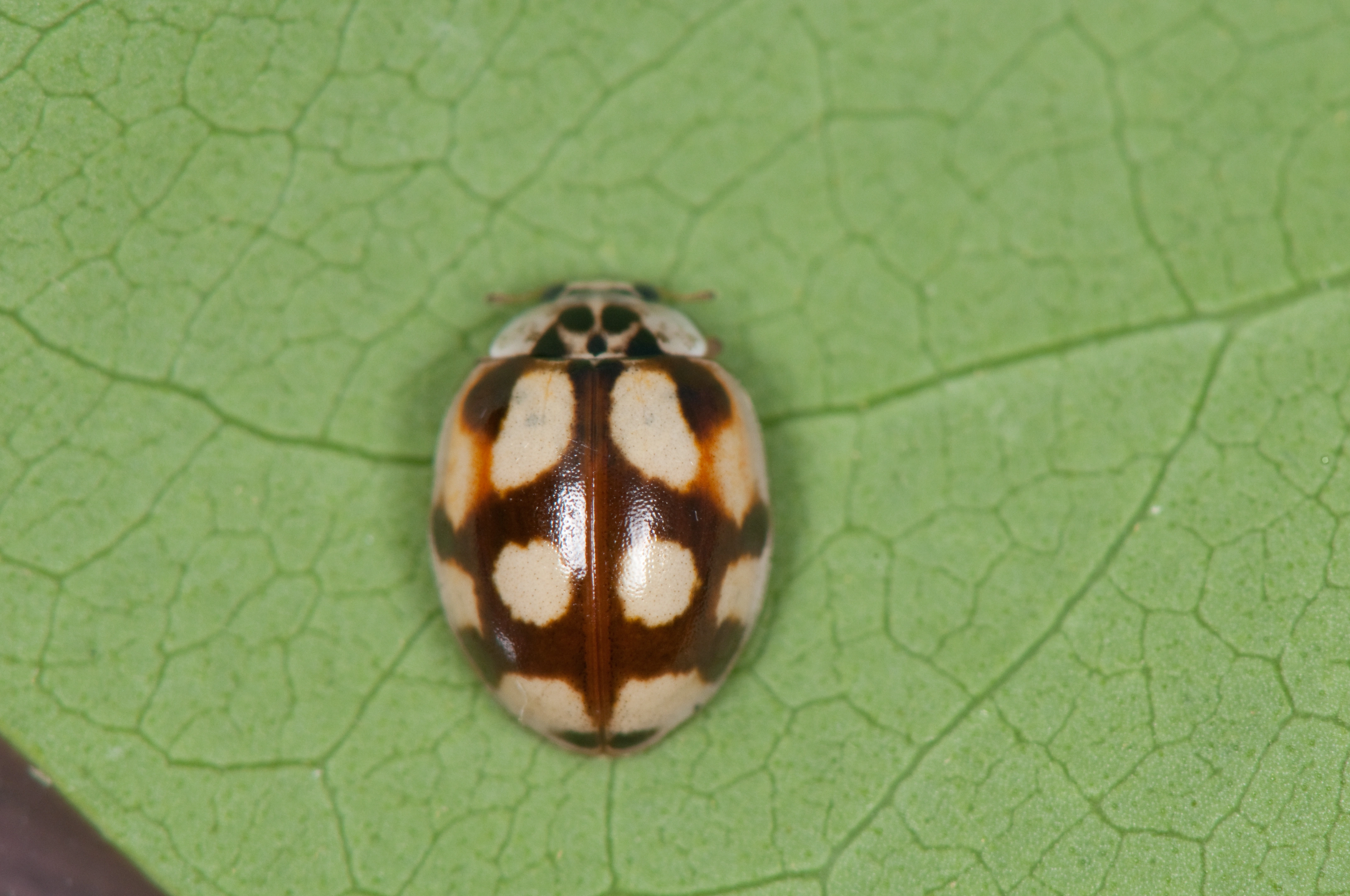 : Adalia decempunctata.