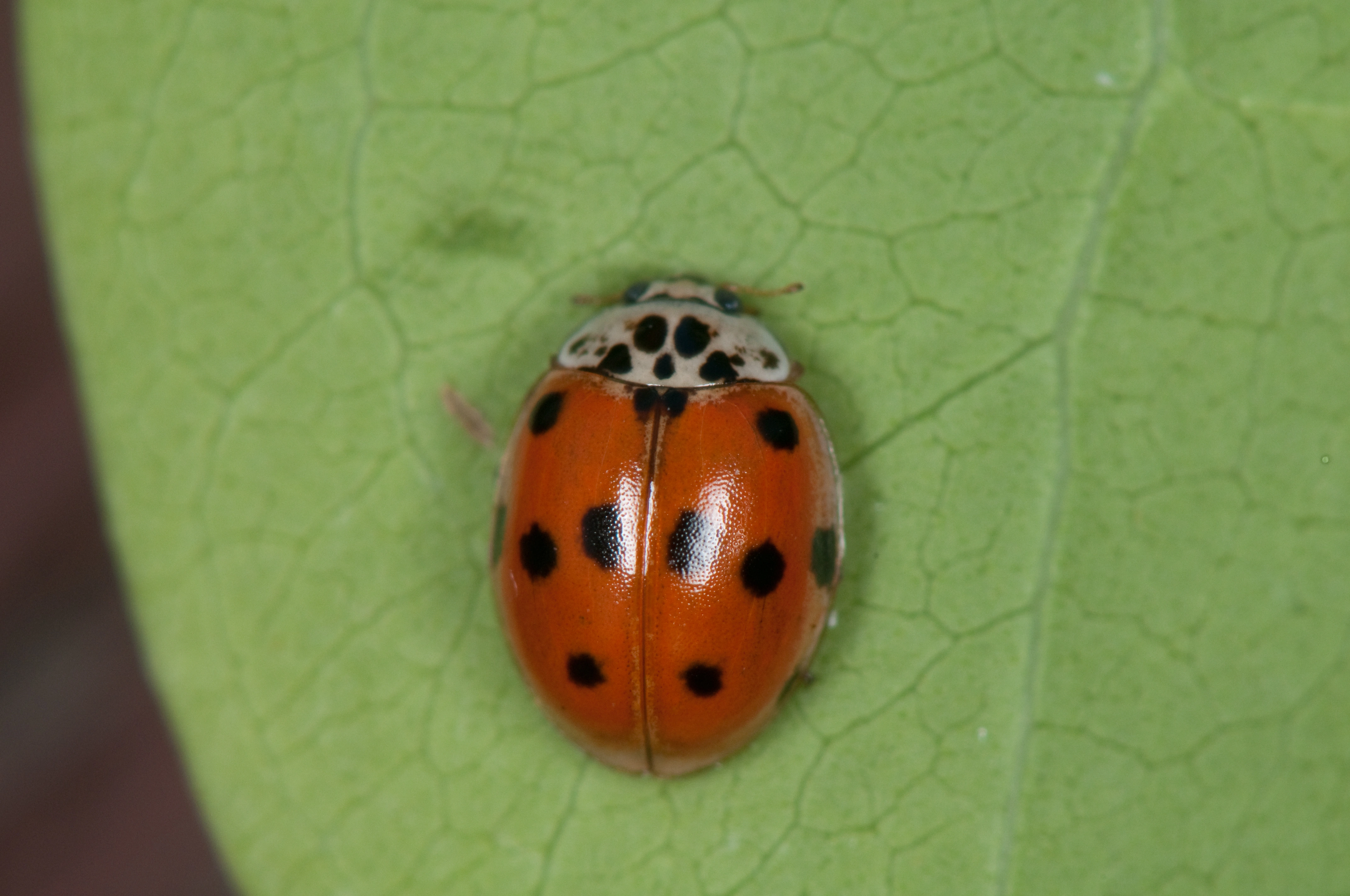 : Adalia decempunctata.