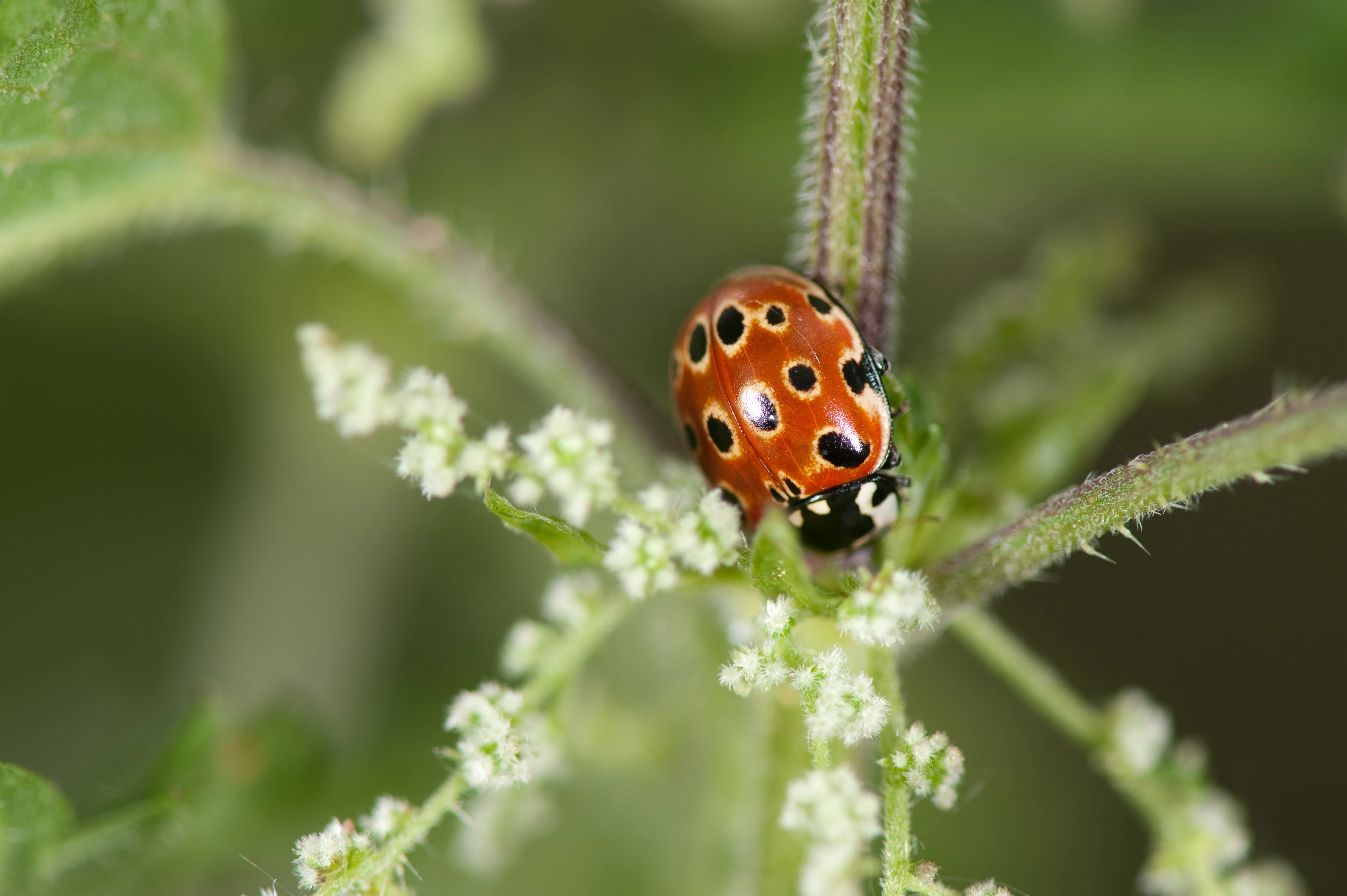 : Anatis ocellata.