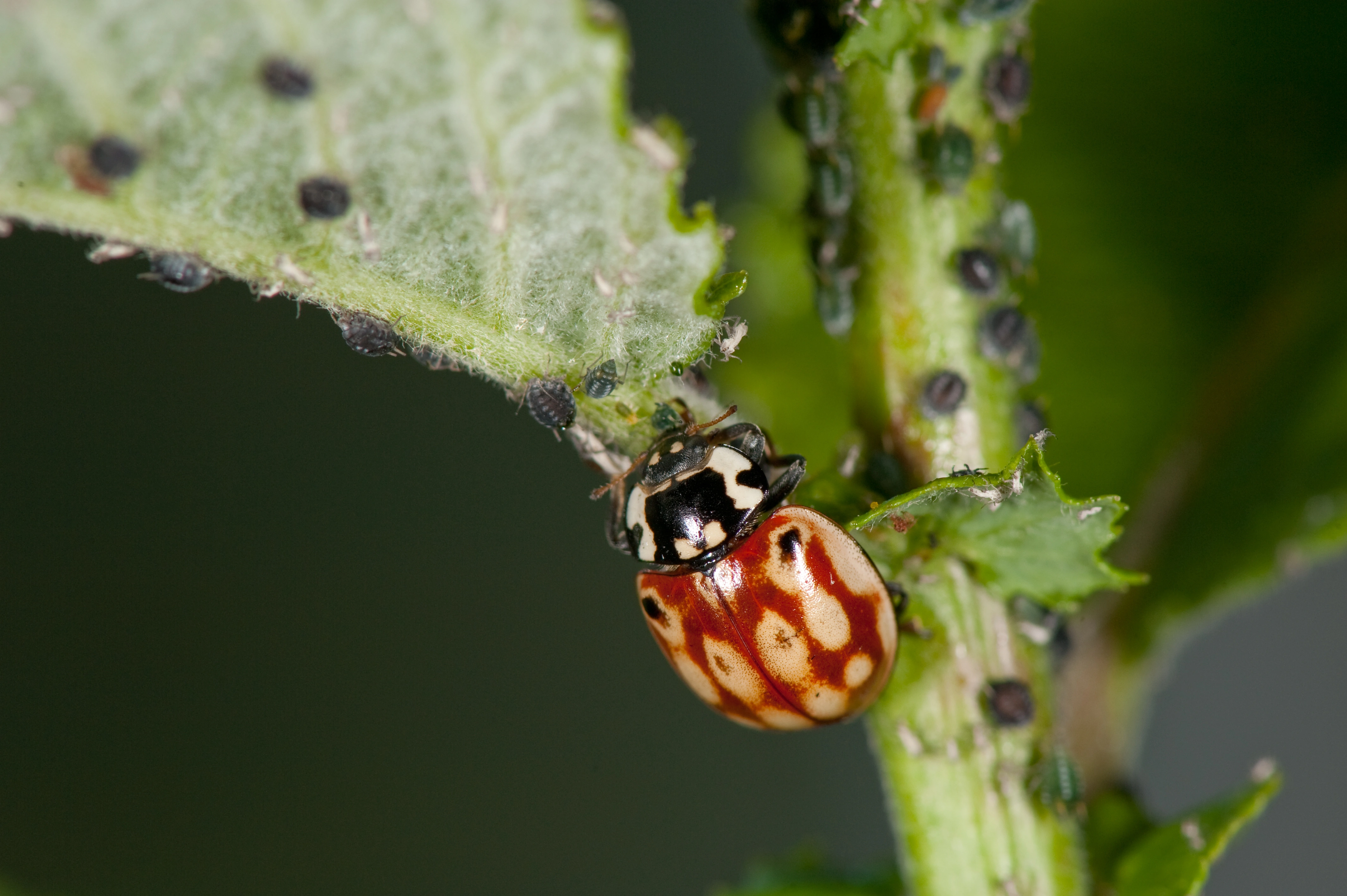 : Anatis ocellata.