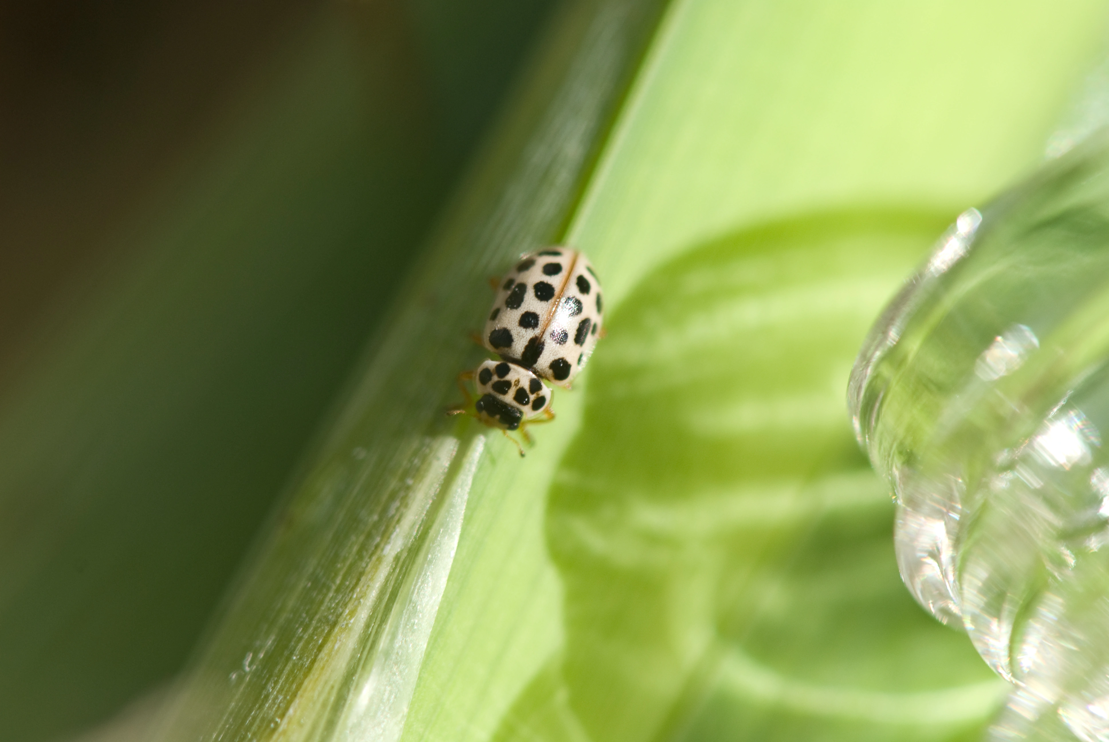 : Anisosticta novemdecimpunctata.