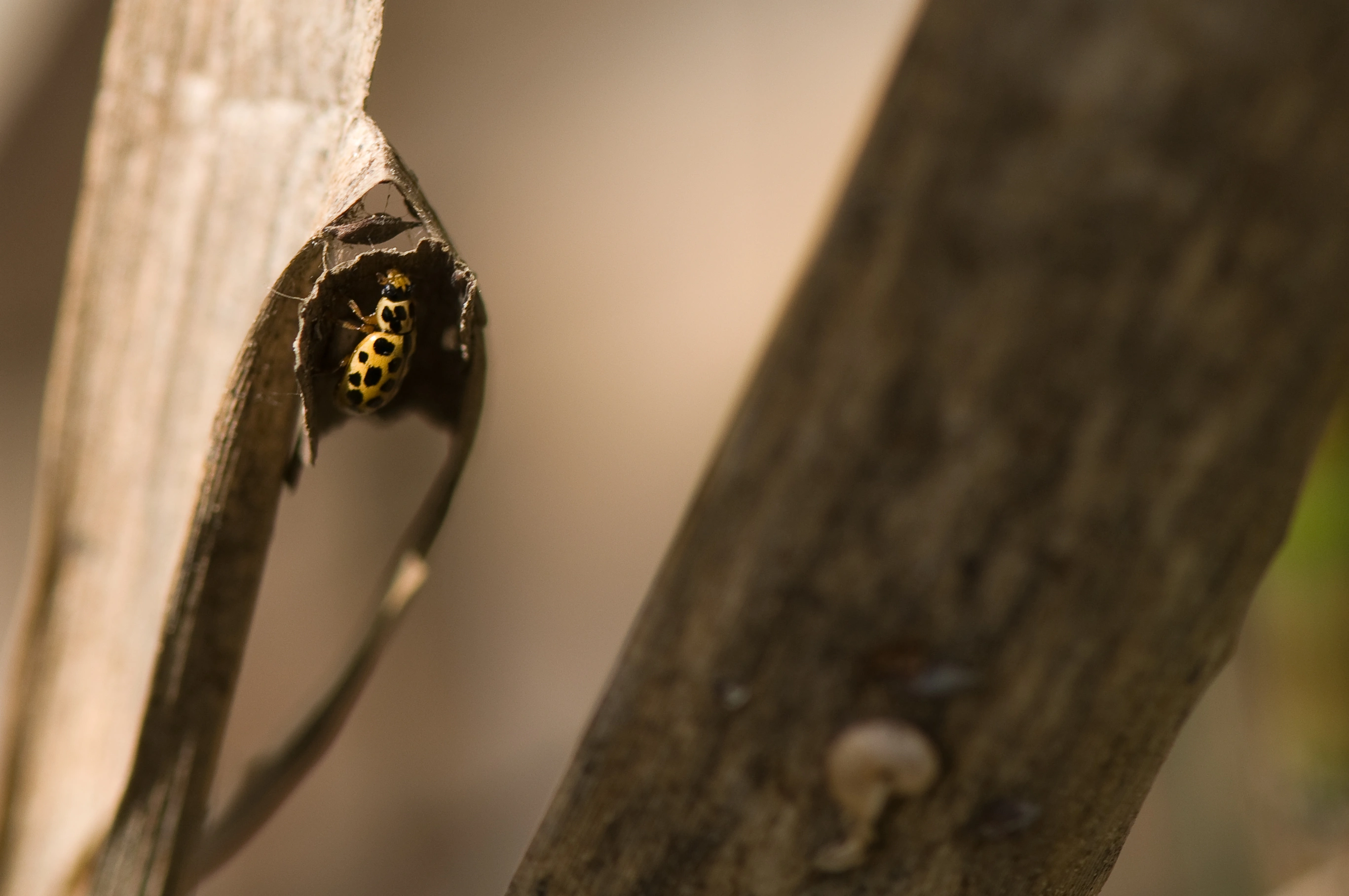 : Anisosticta novemdecimpunctata.