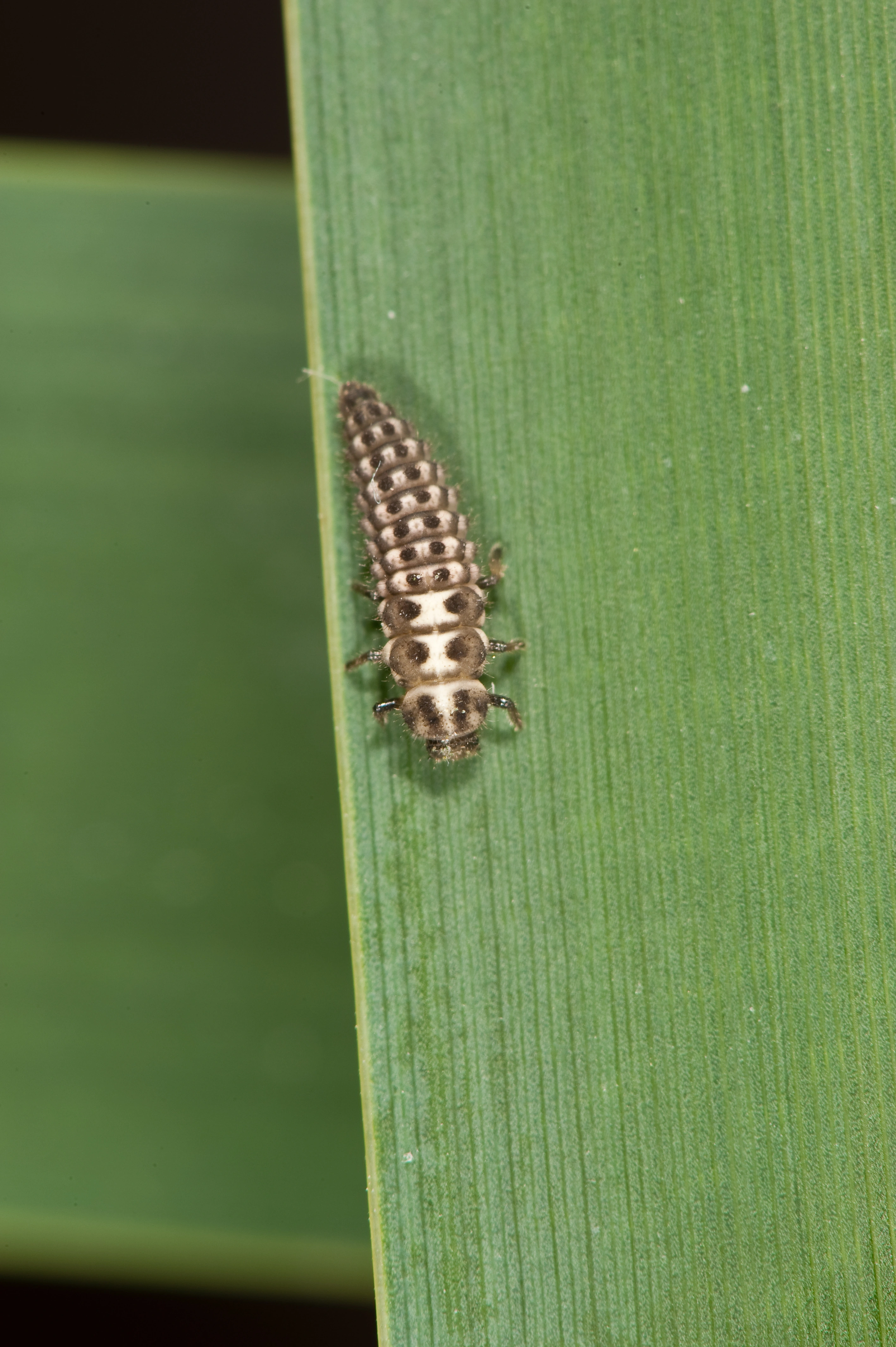 : Anisosticta novemdecimpunctata.