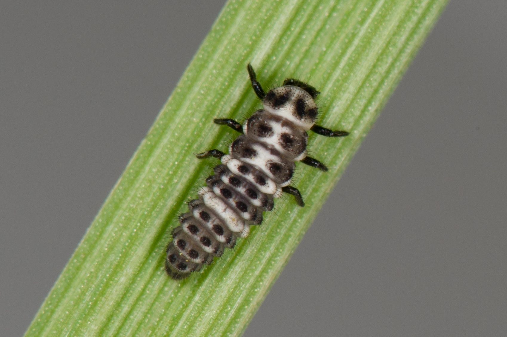 : Anisosticta strigata.