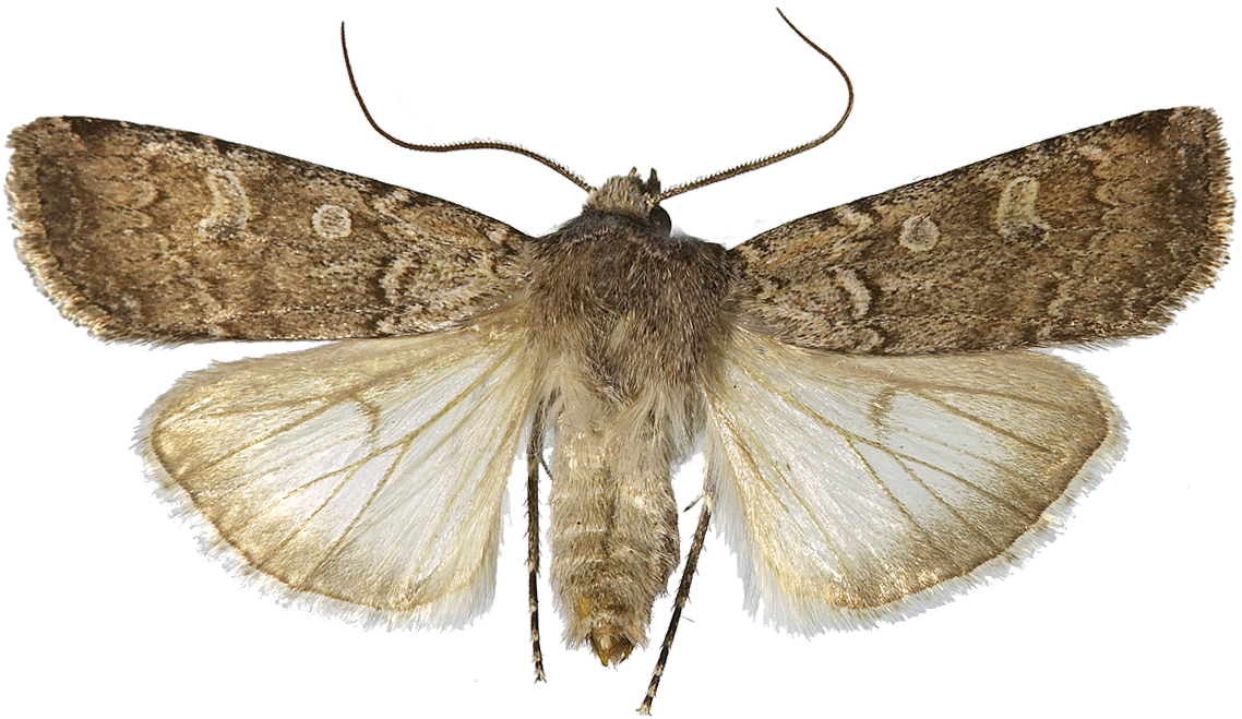 : Euxoa adumbrata.