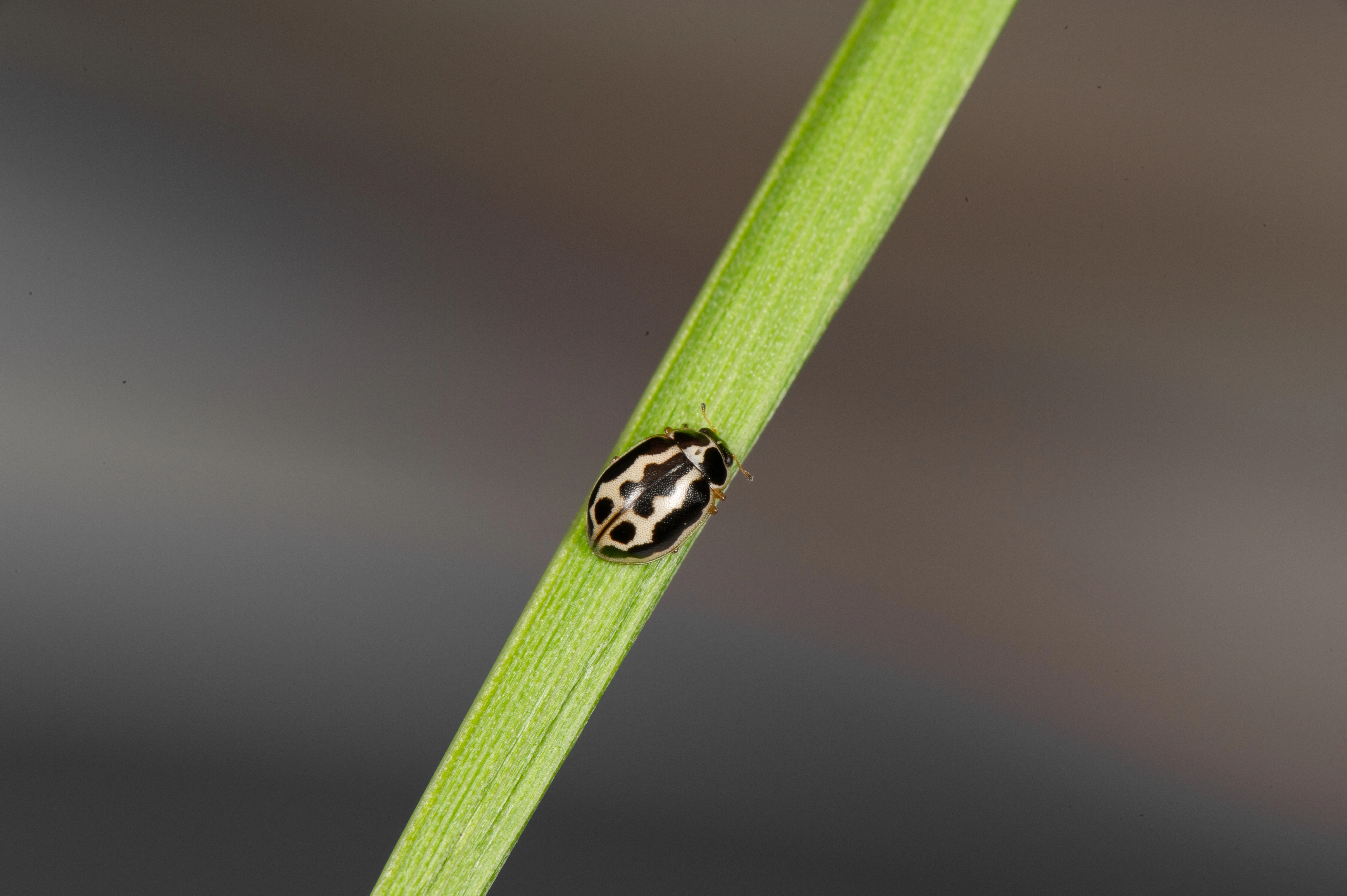 : Anisosticta strigata.