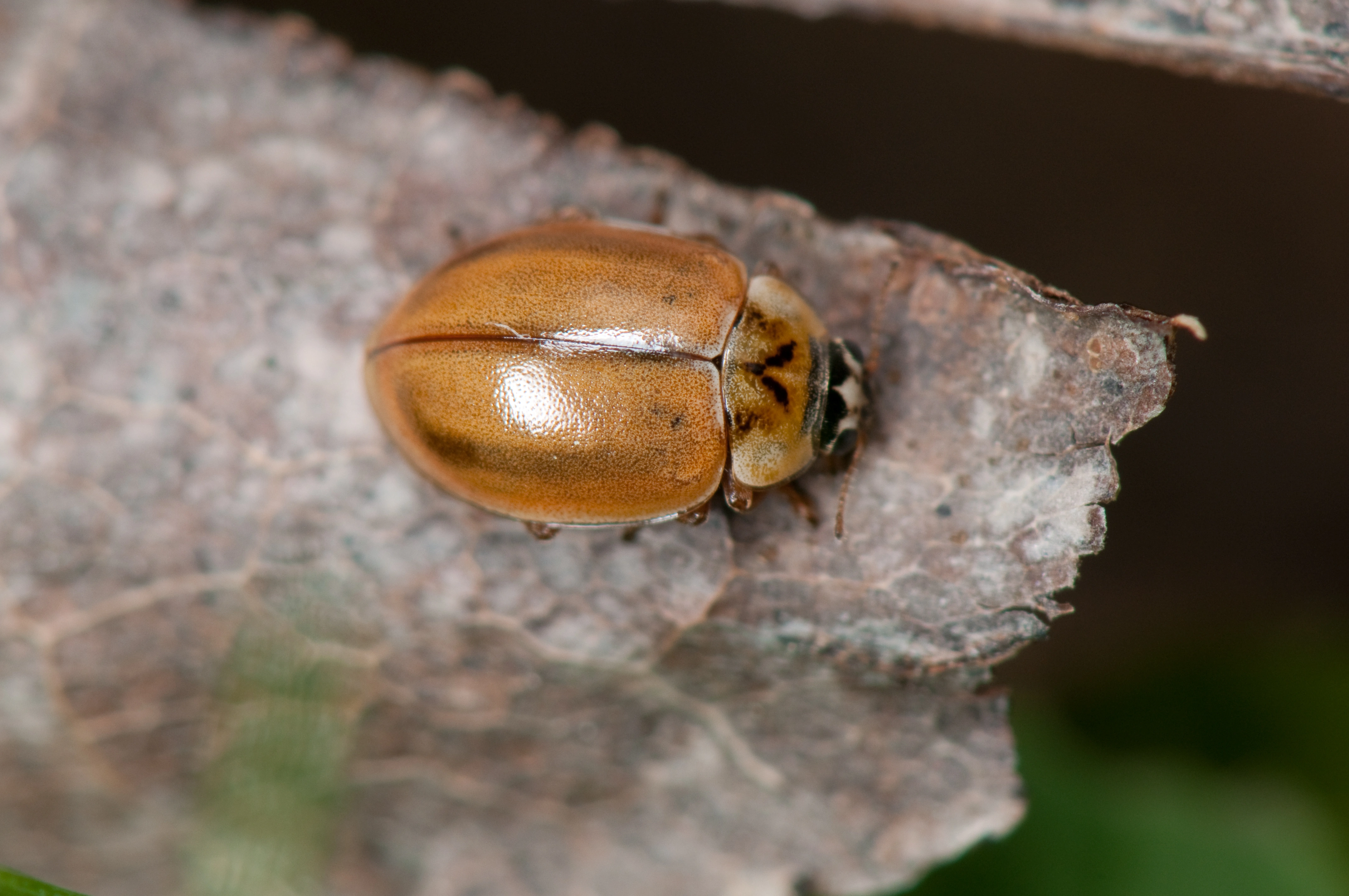 : Aphidecta obliterata.