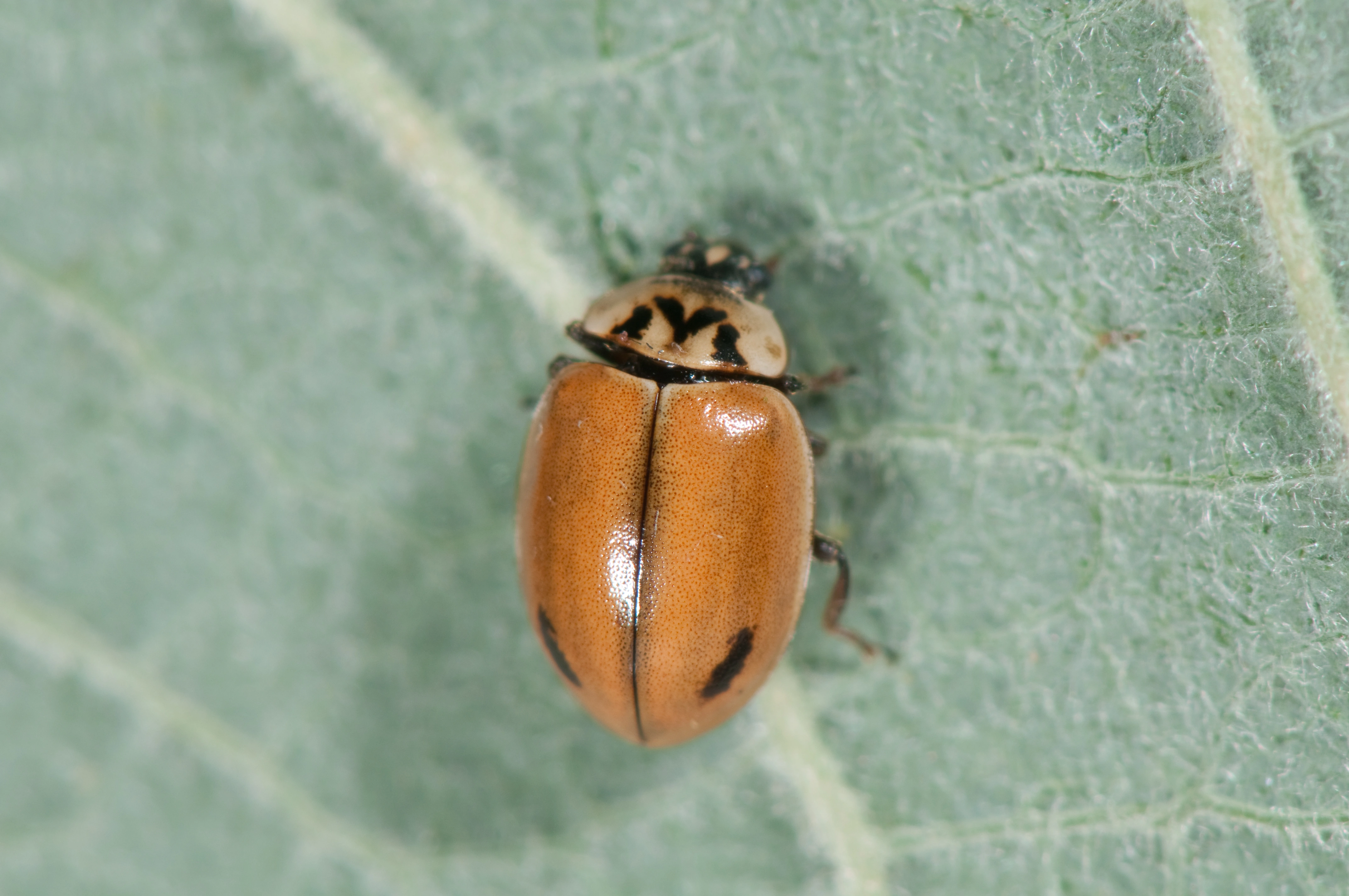 : Aphidecta obliterata.