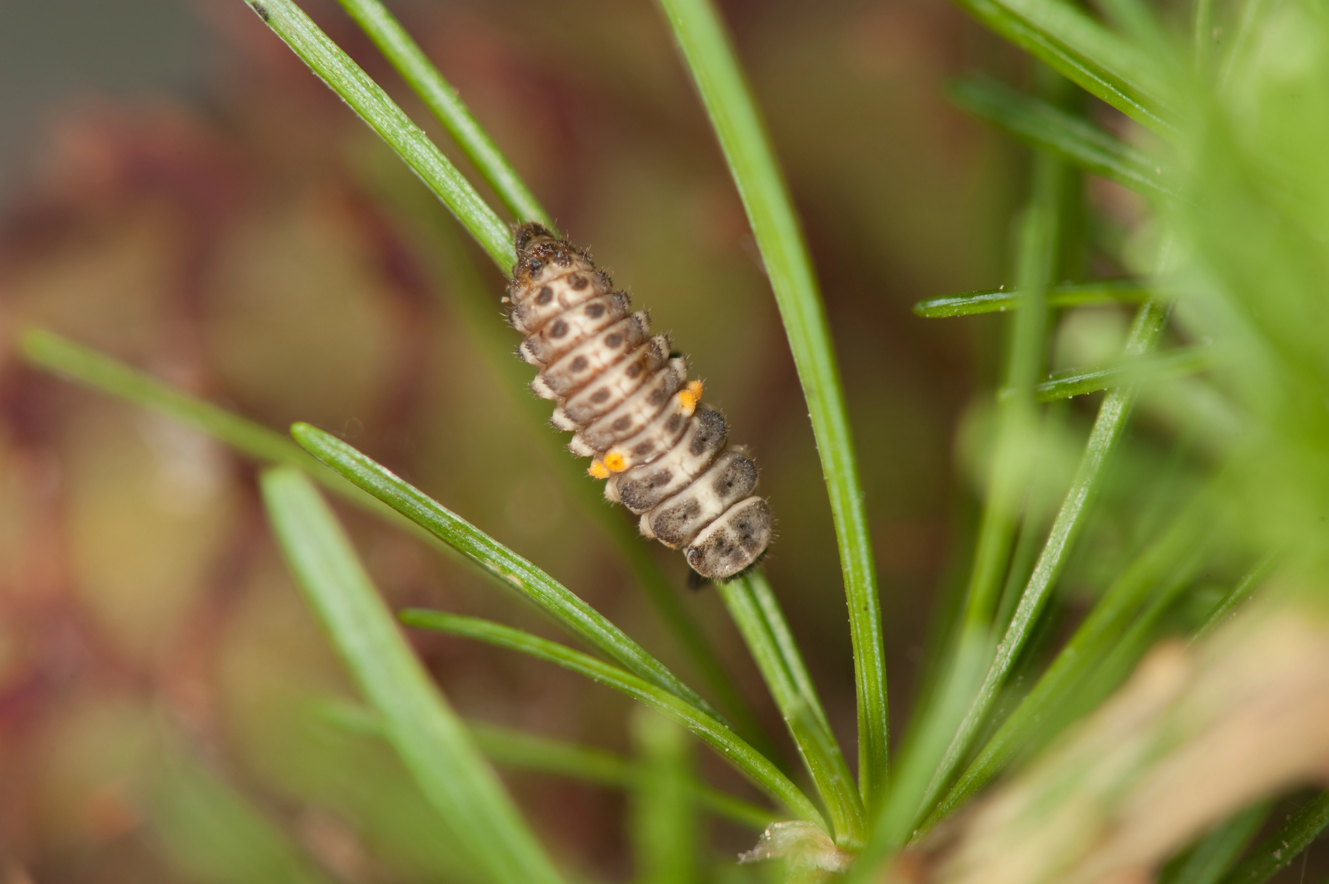 : Aphidecta obliterata.