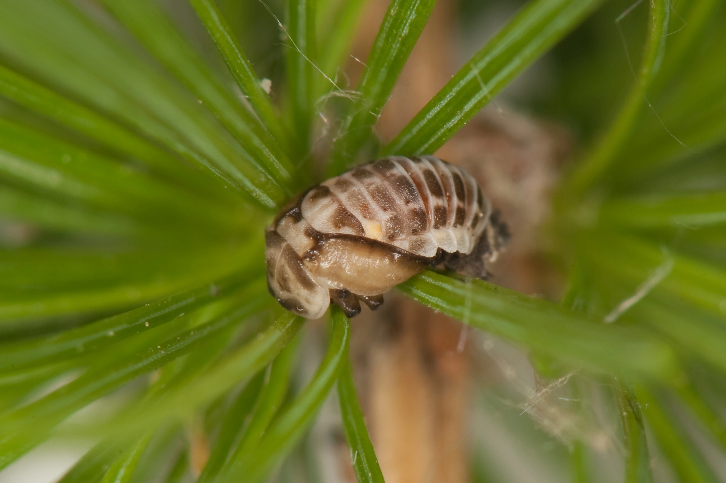 : Aphidecta obliterata.