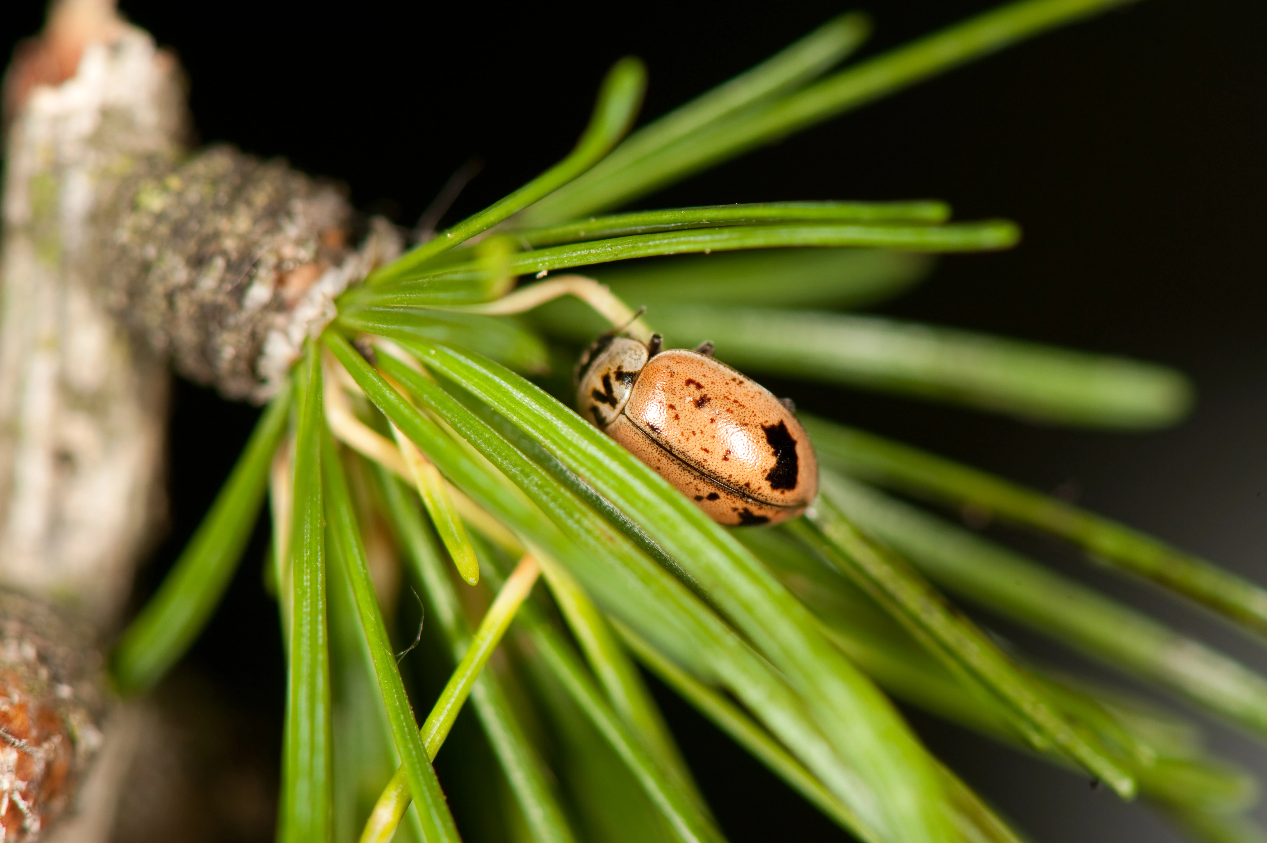 : Aphidecta obliterata.