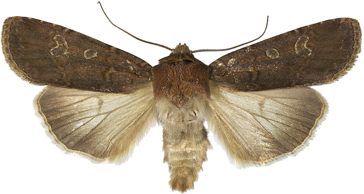 : Euxoa adumbrata.