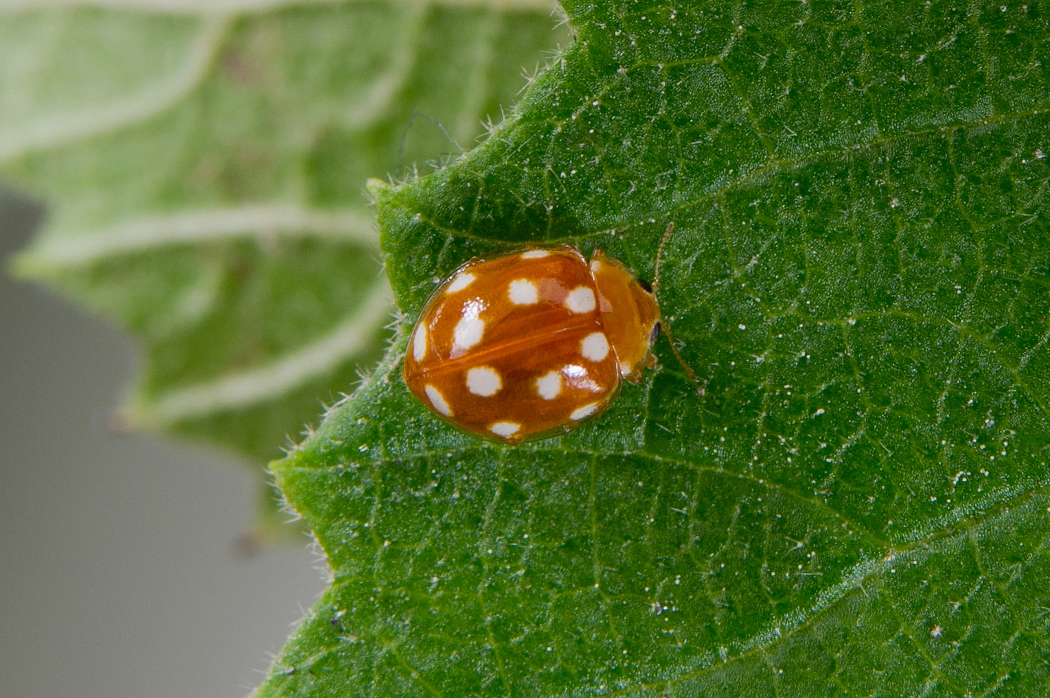 : Vibidia duodecimguttata.