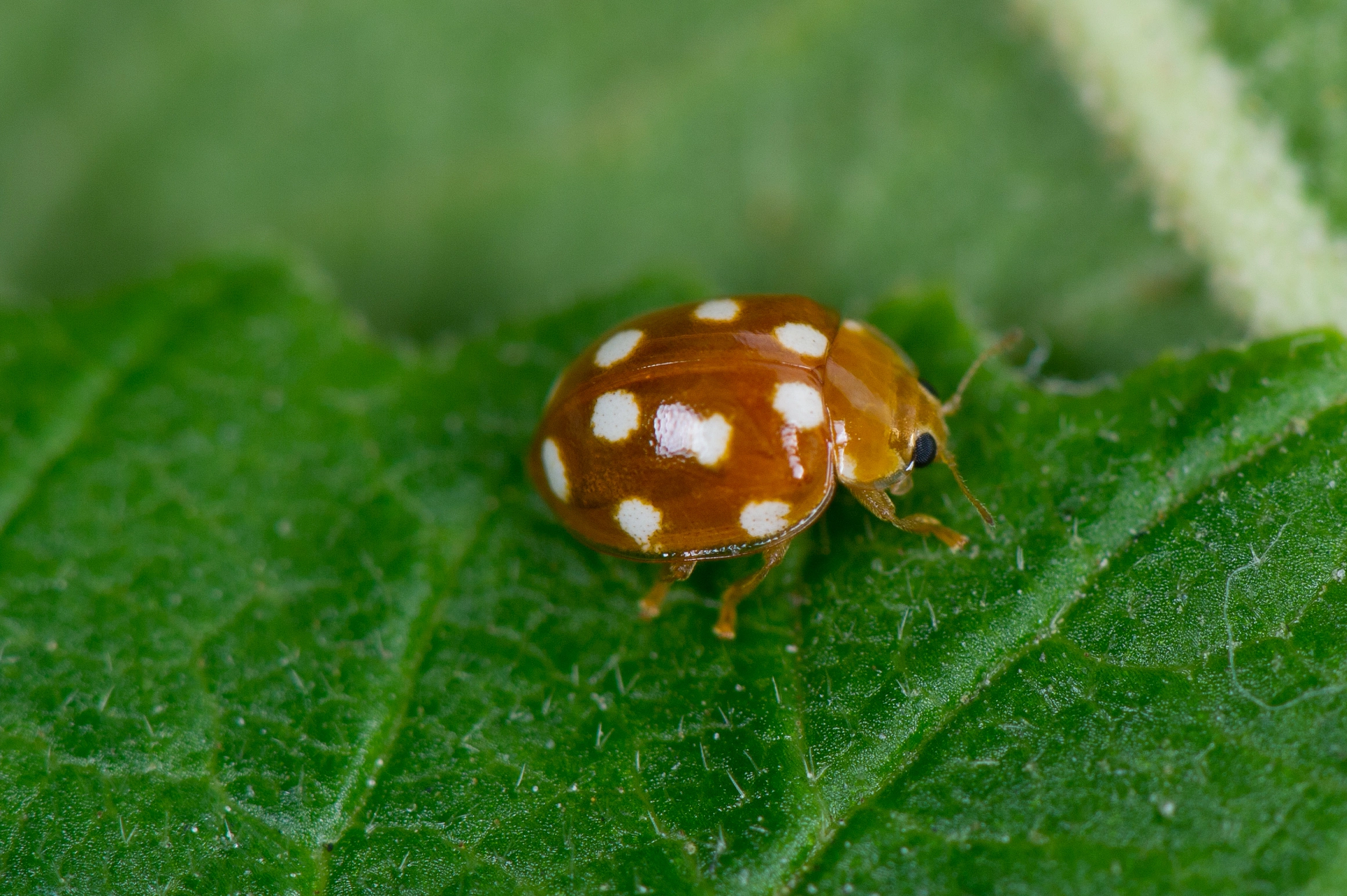 : Vibidia duodecimguttata.