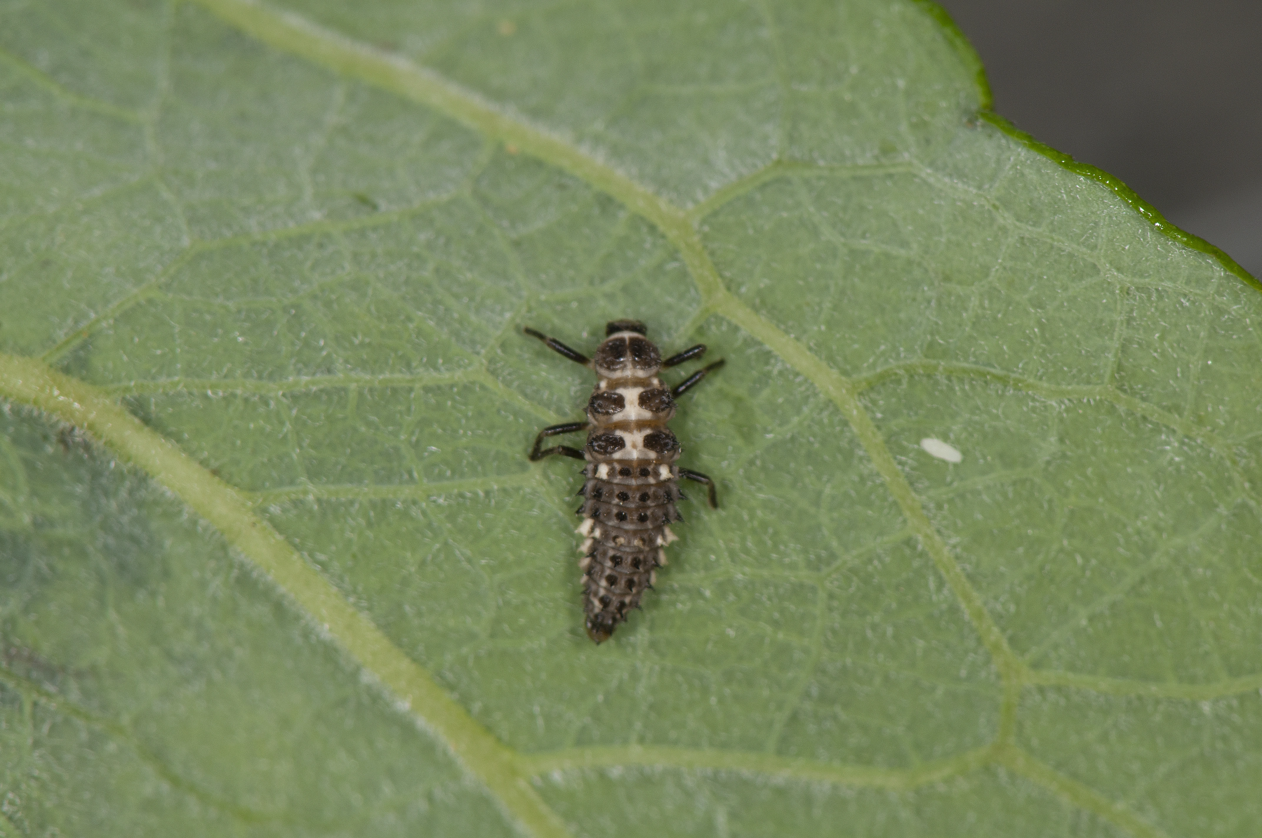 : Calvia quatuordecimguttata.