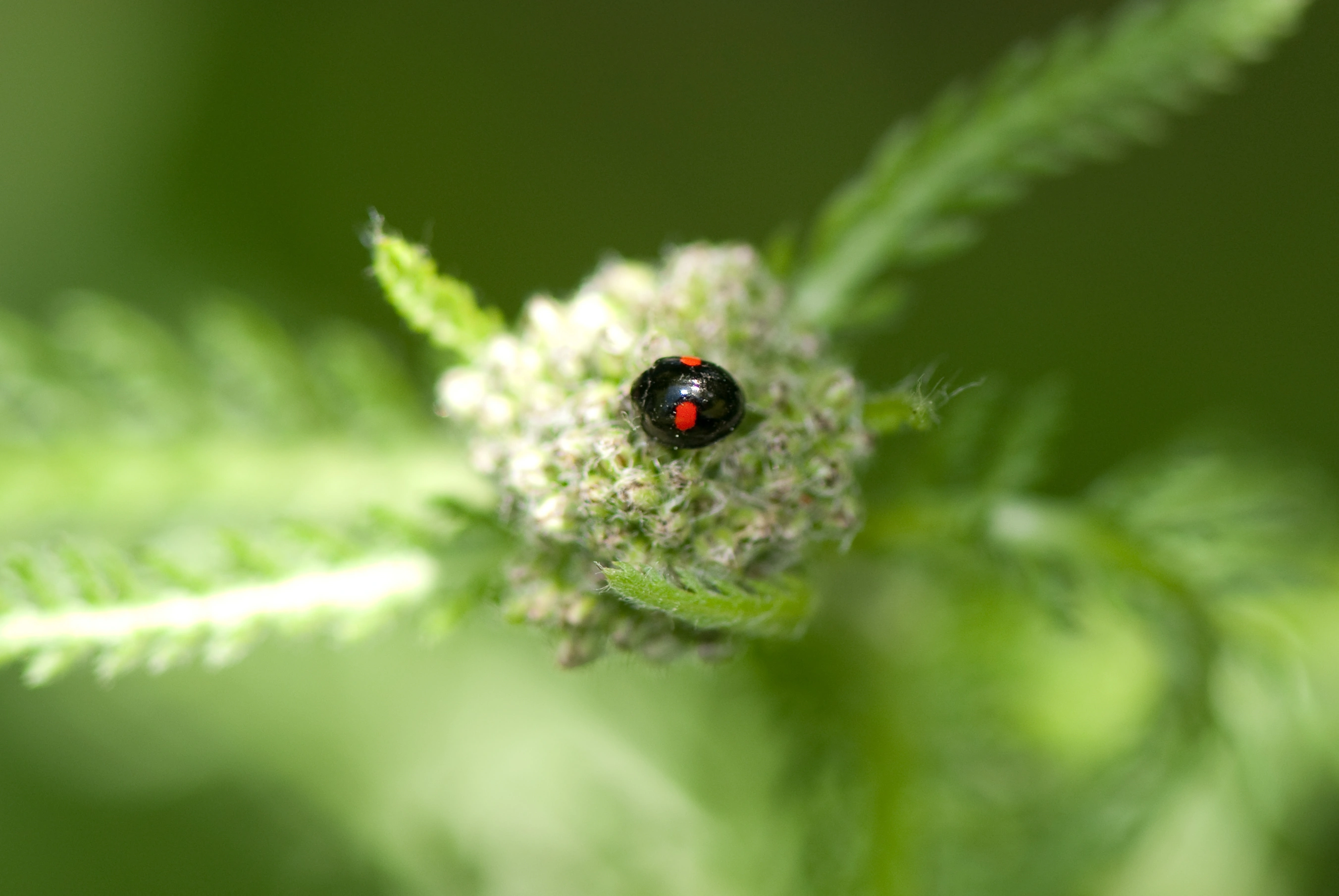 : Chilocorus renipustulatus.