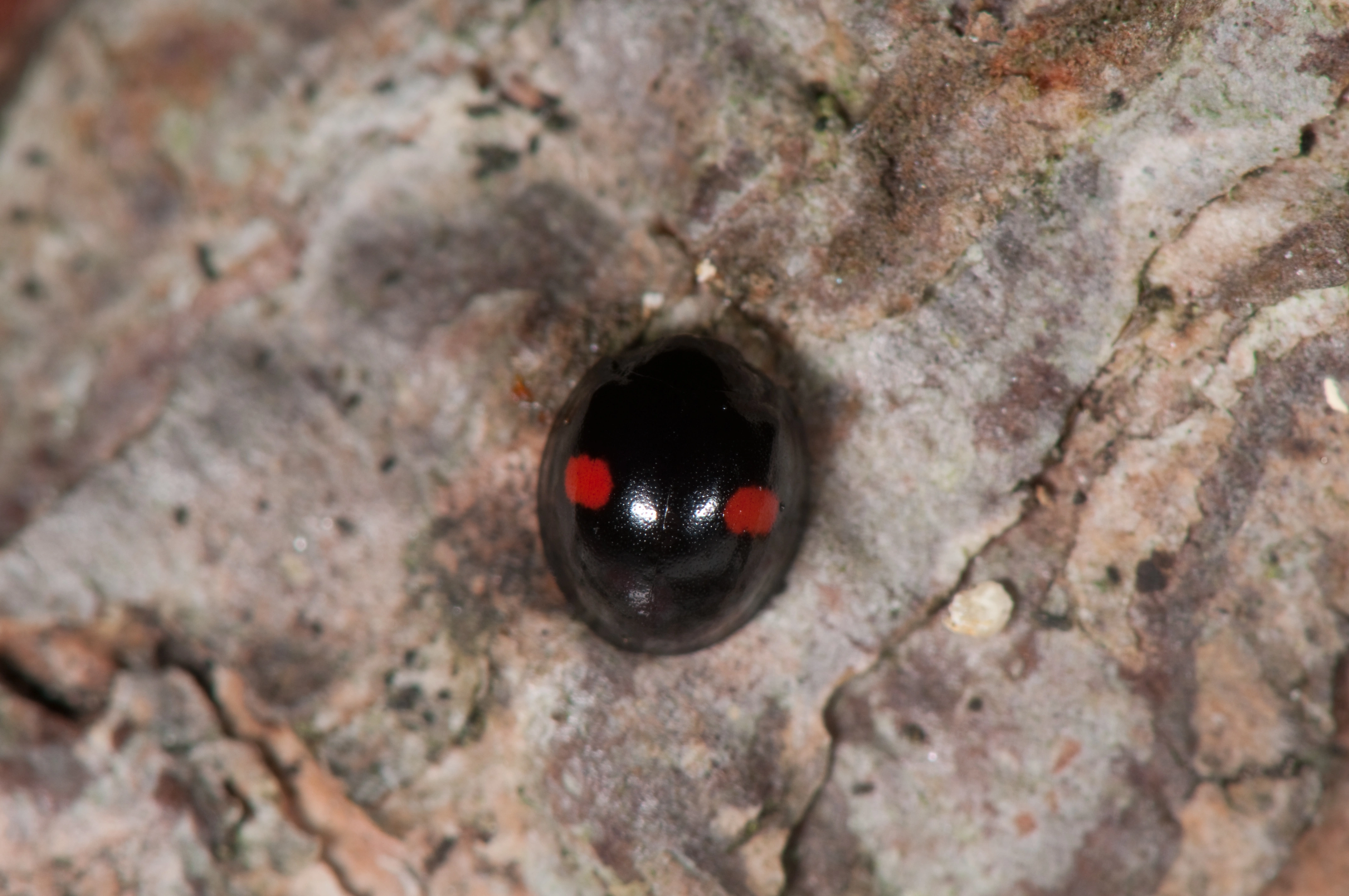 : Chilocorus renipustulatus.