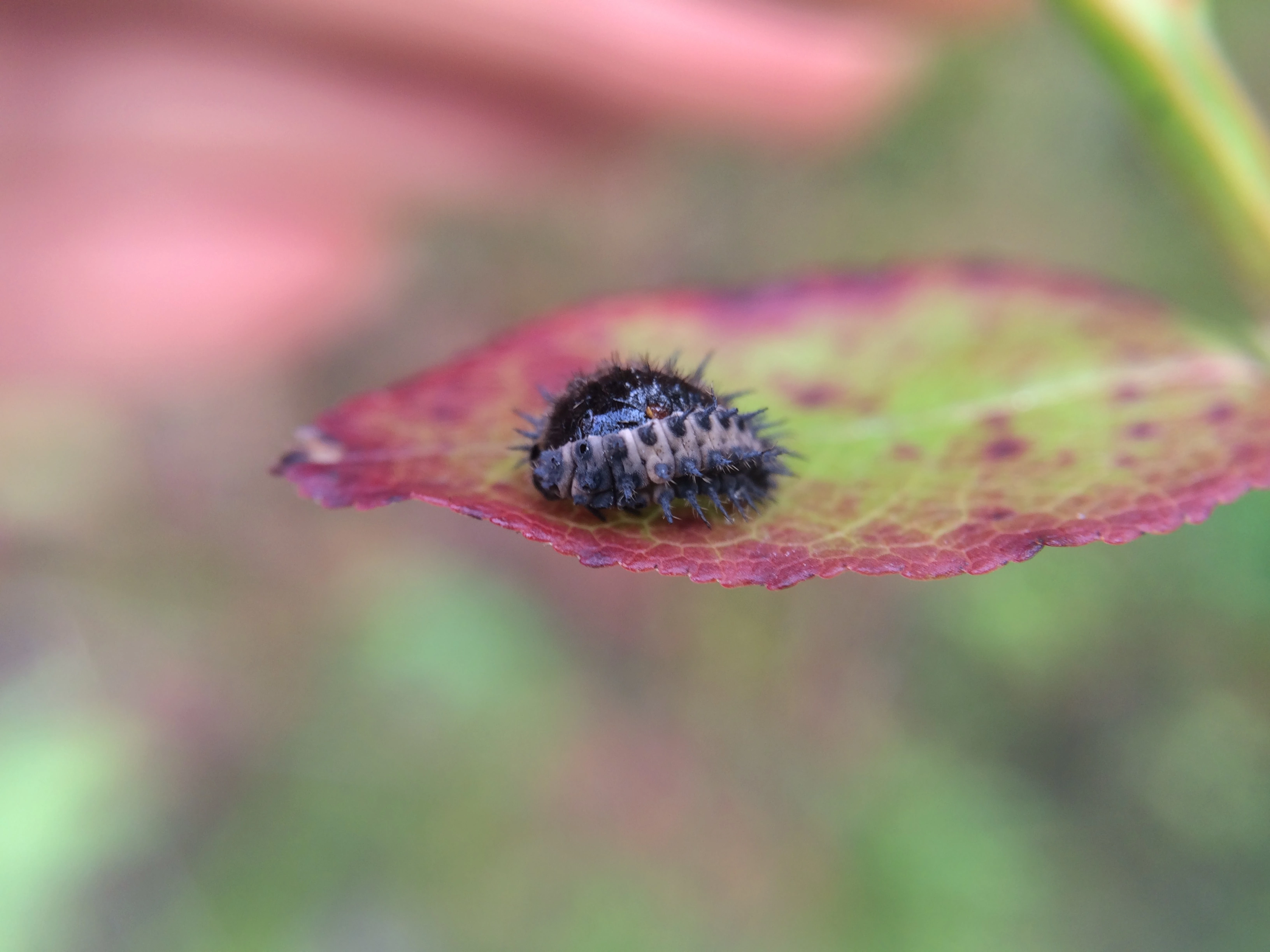 : Chilocorus renipustulatus.