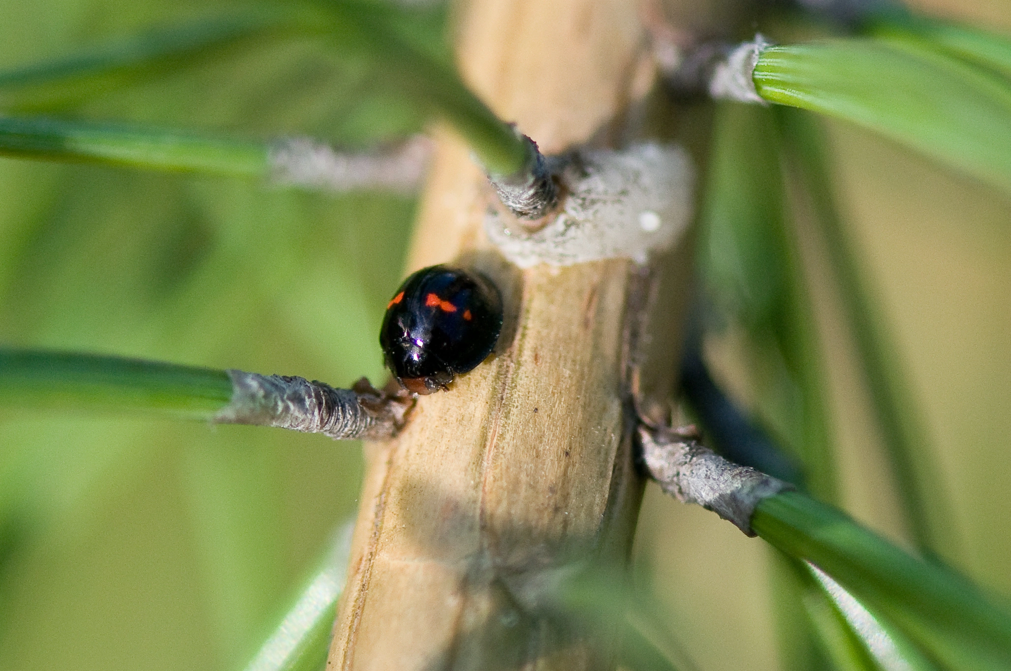 : Chilocorus bipustulatus.