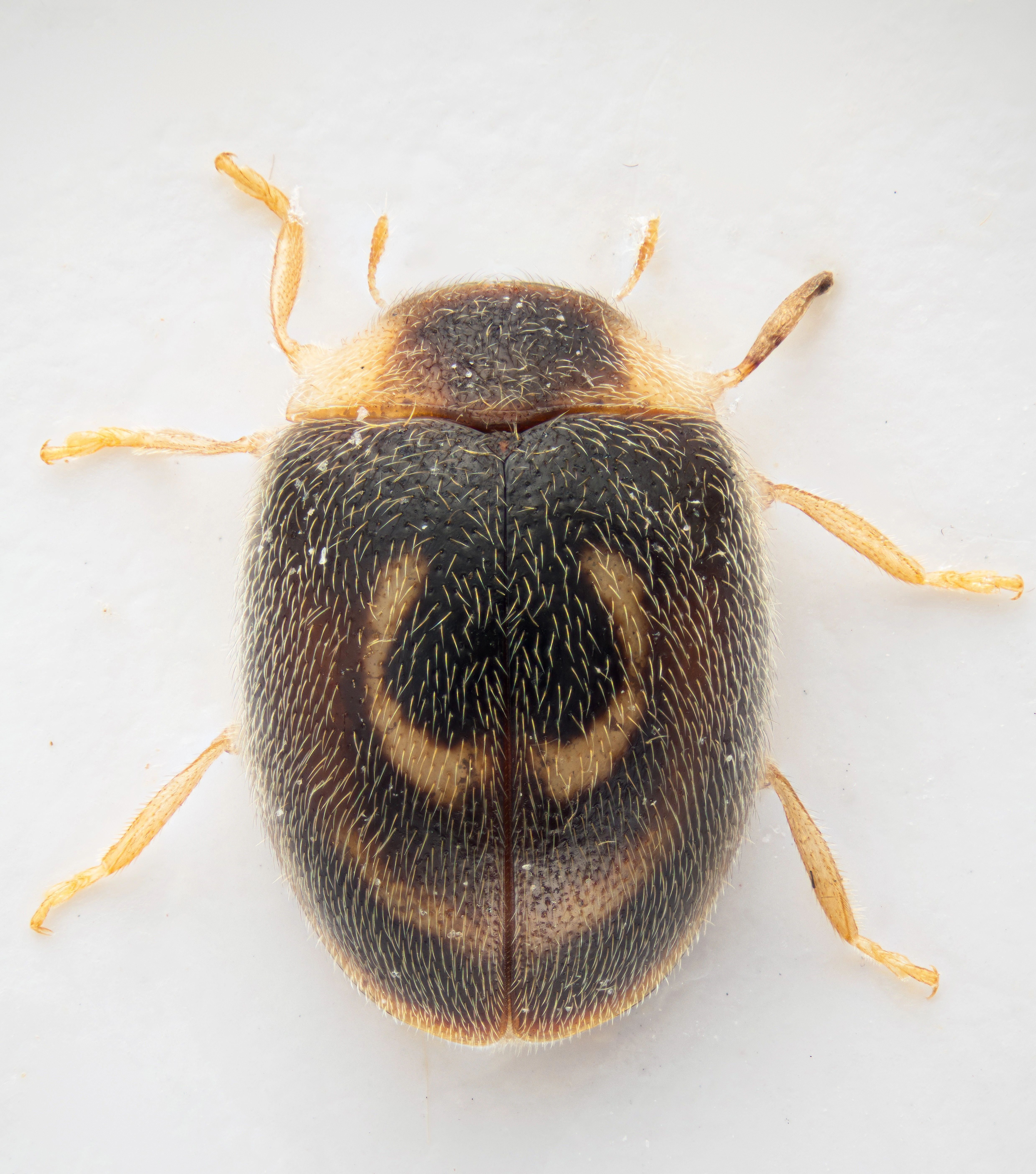 : Clitostethus arcuatus.