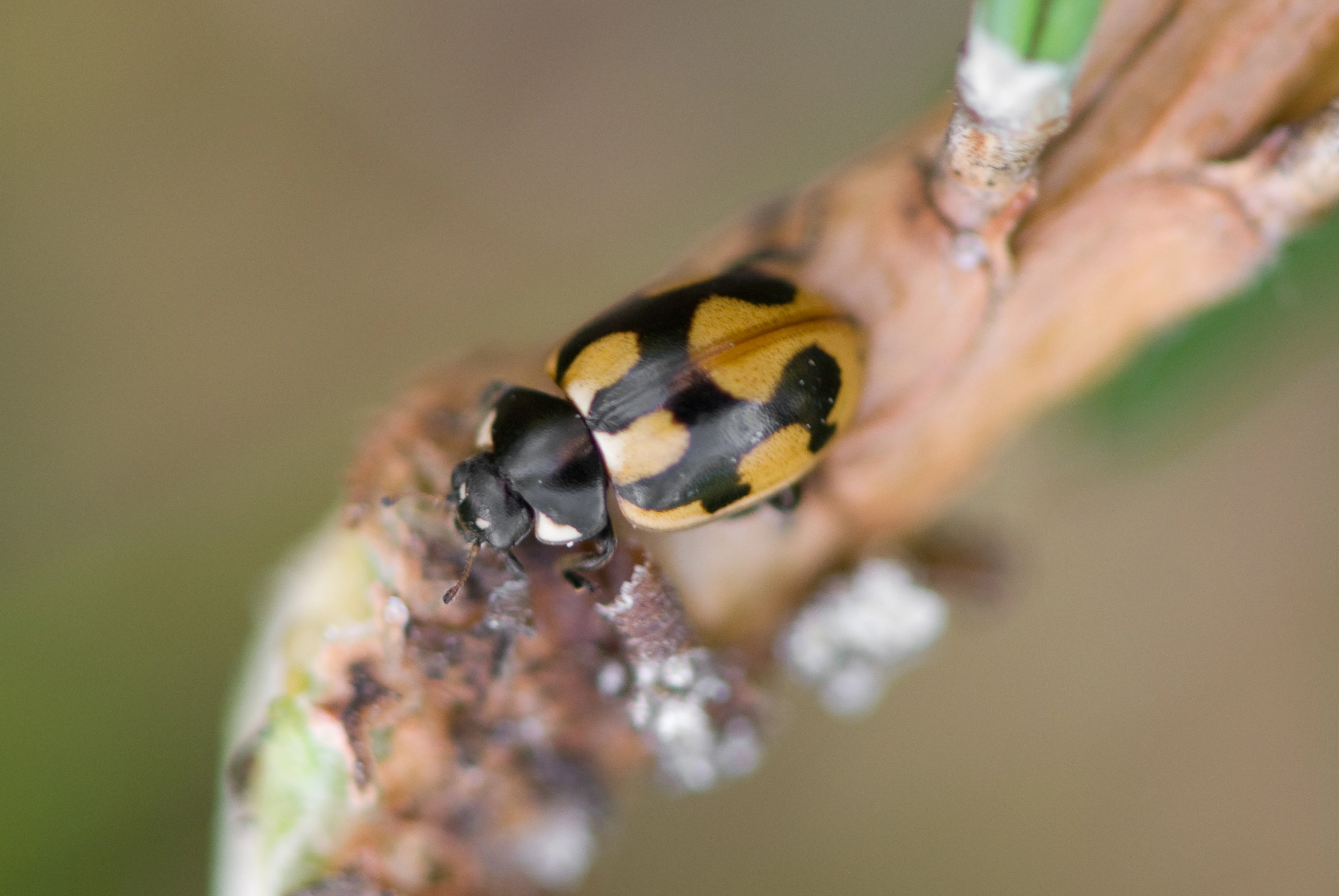 : Coccinella hieroglyphica.