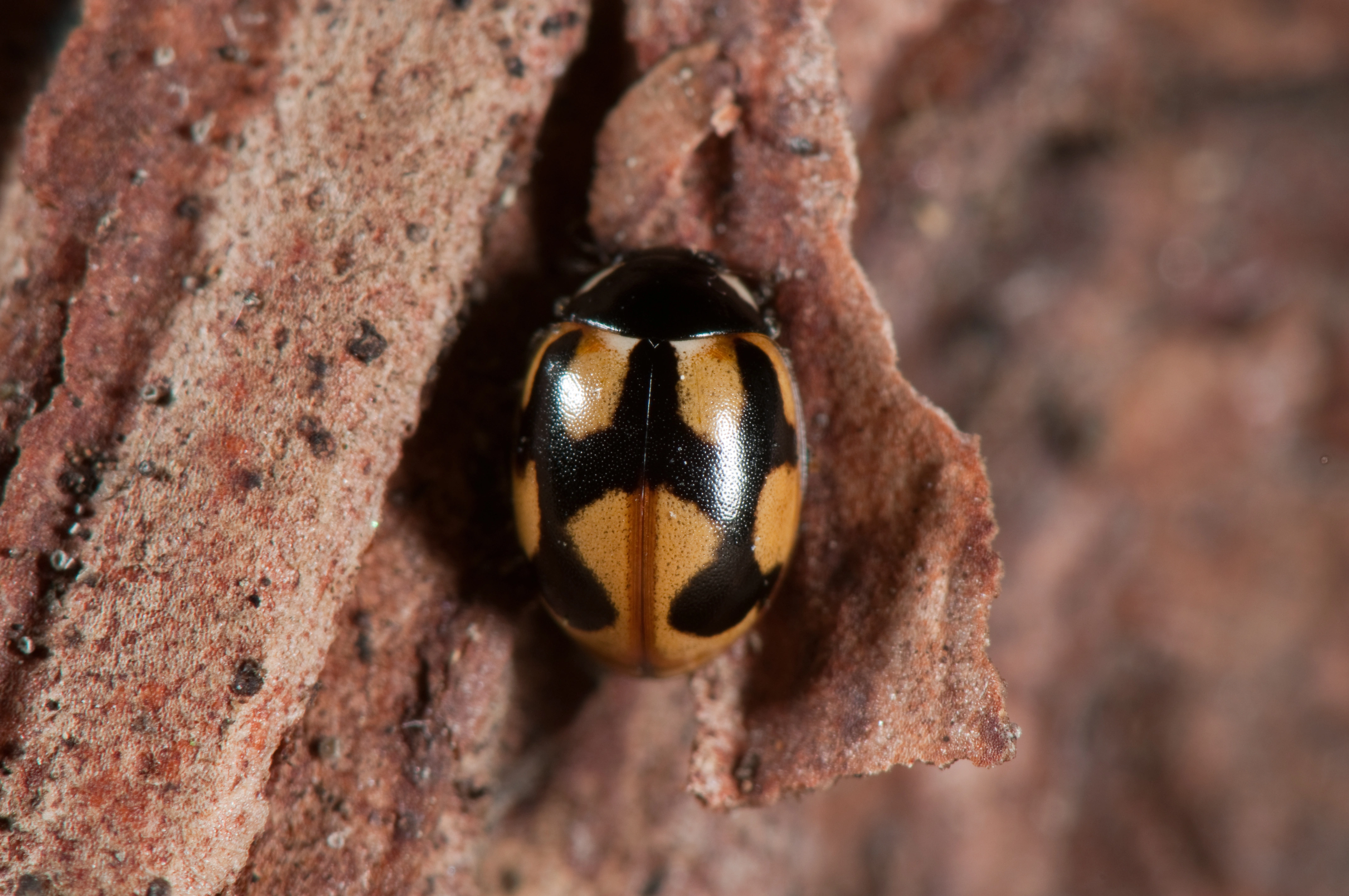 : Coccinella hieroglyphica.