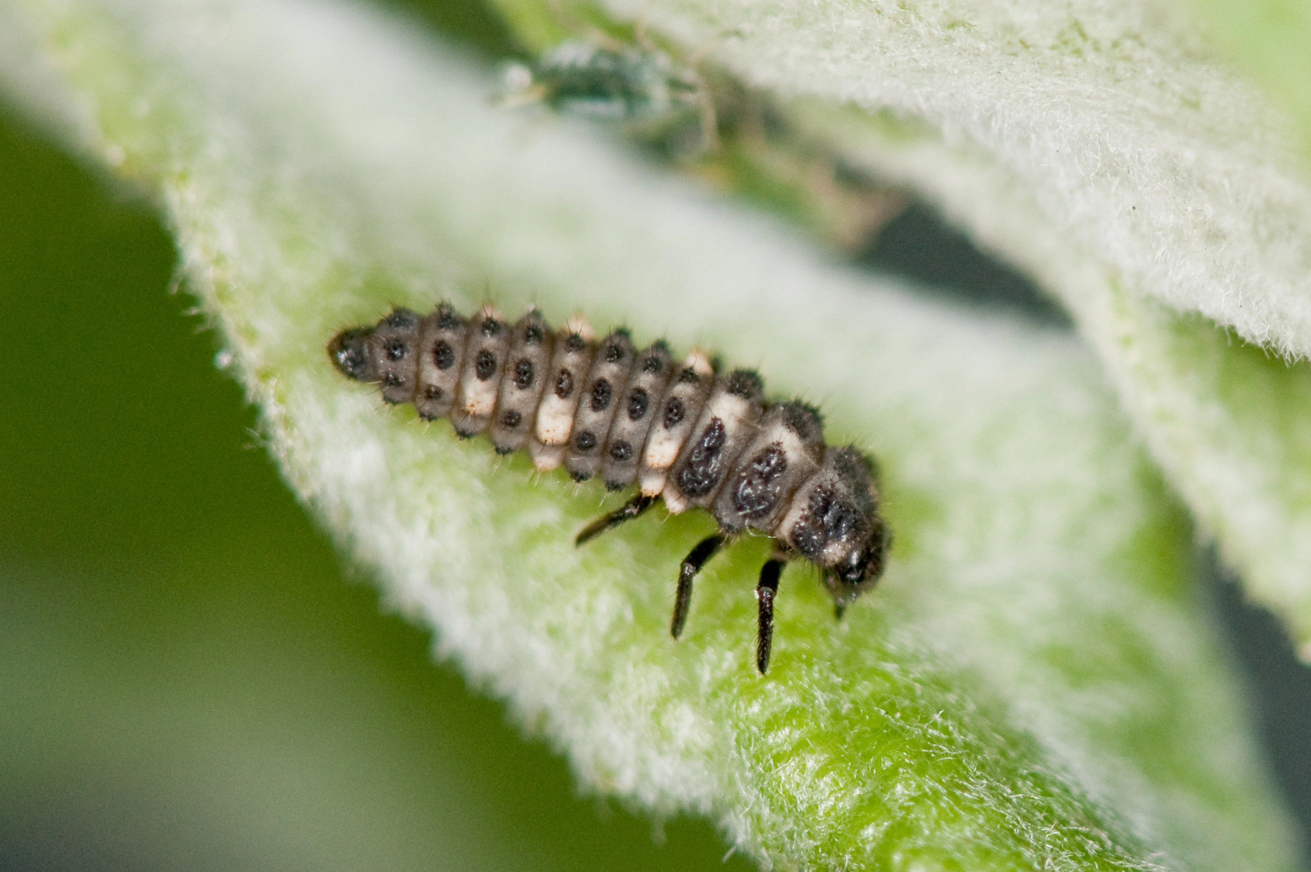 : Coccinella hieroglyphica.