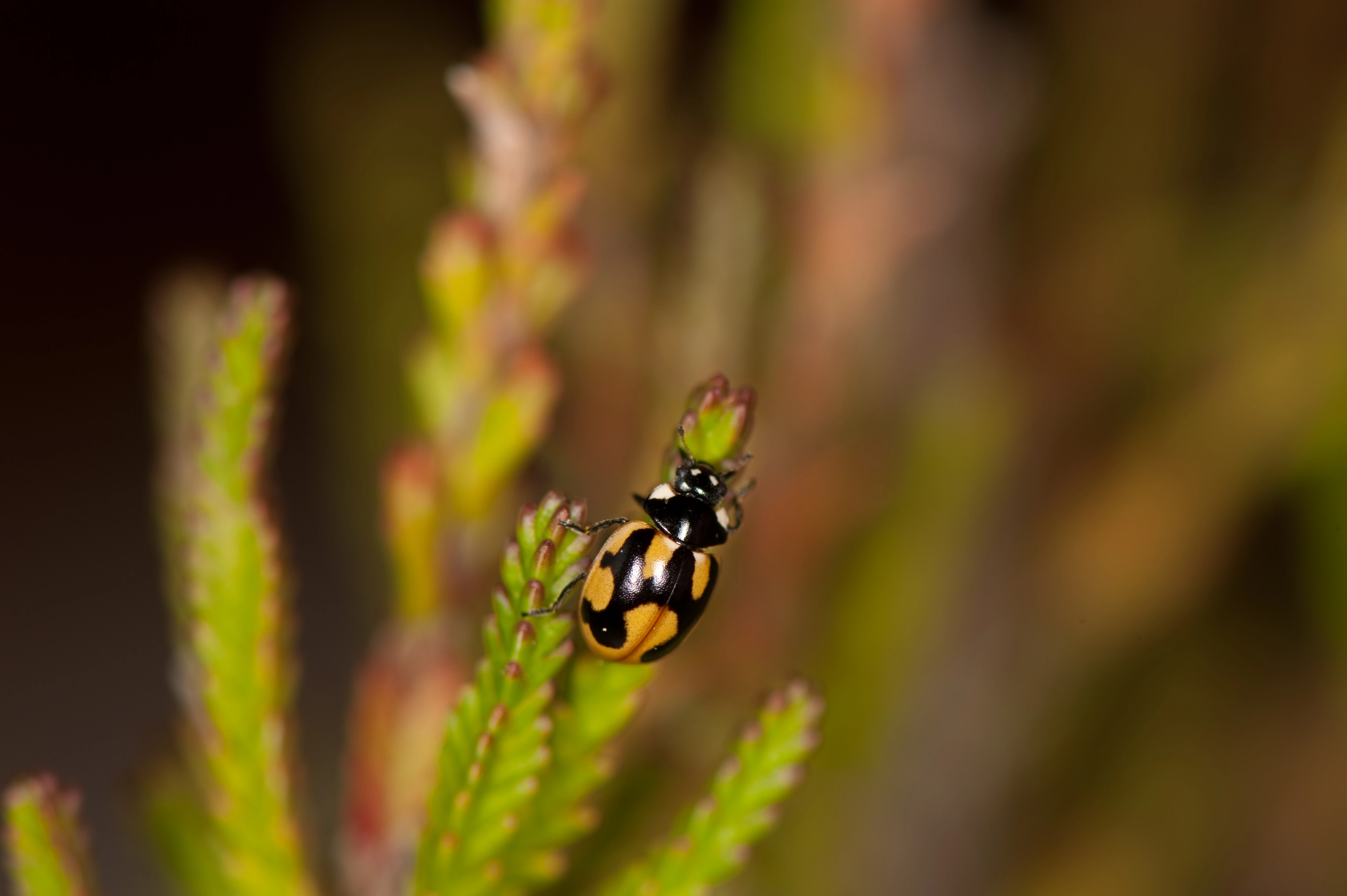 : Coccinella hieroglyphica.