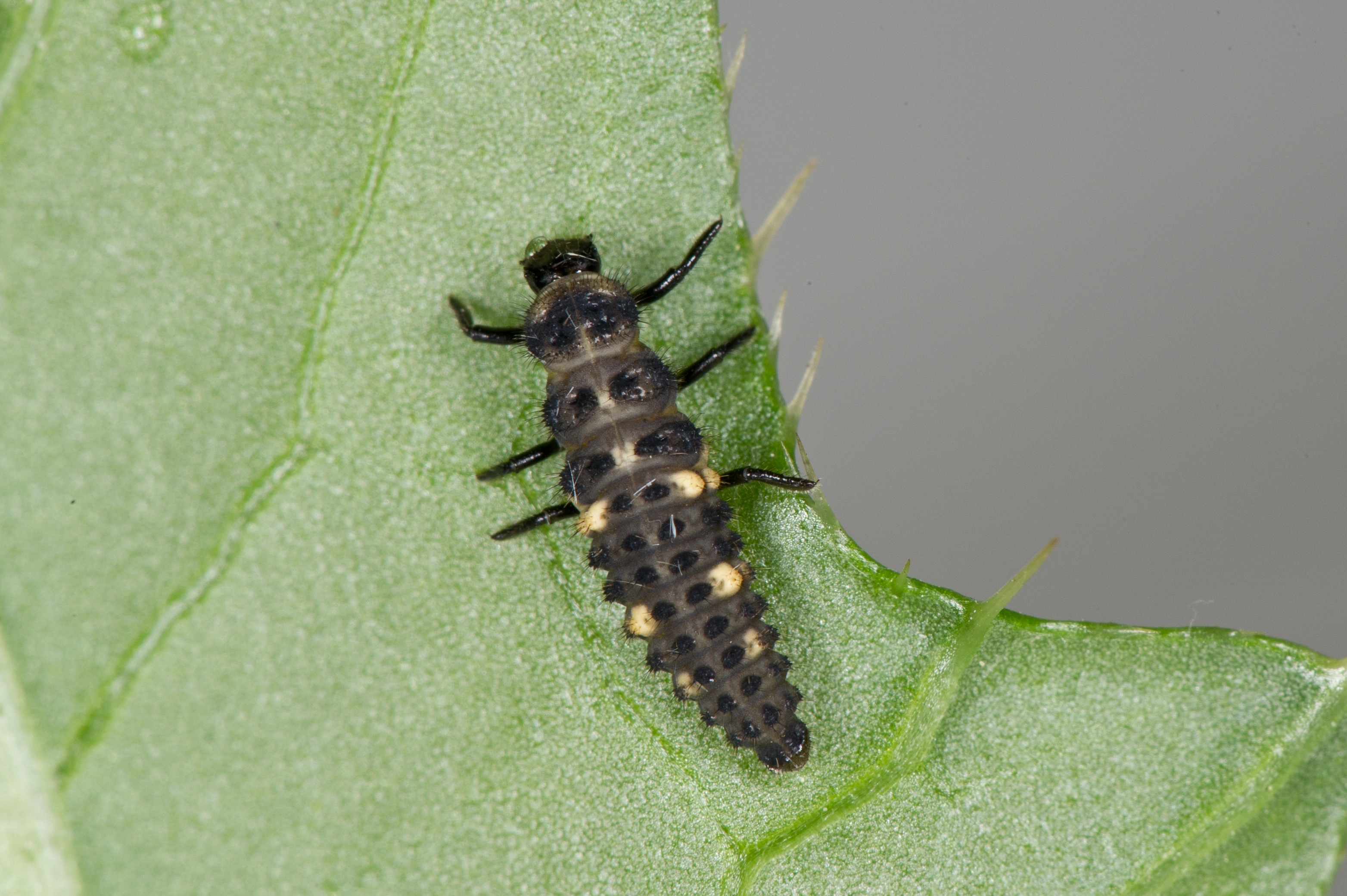 : Coccinella hieroglyphica.