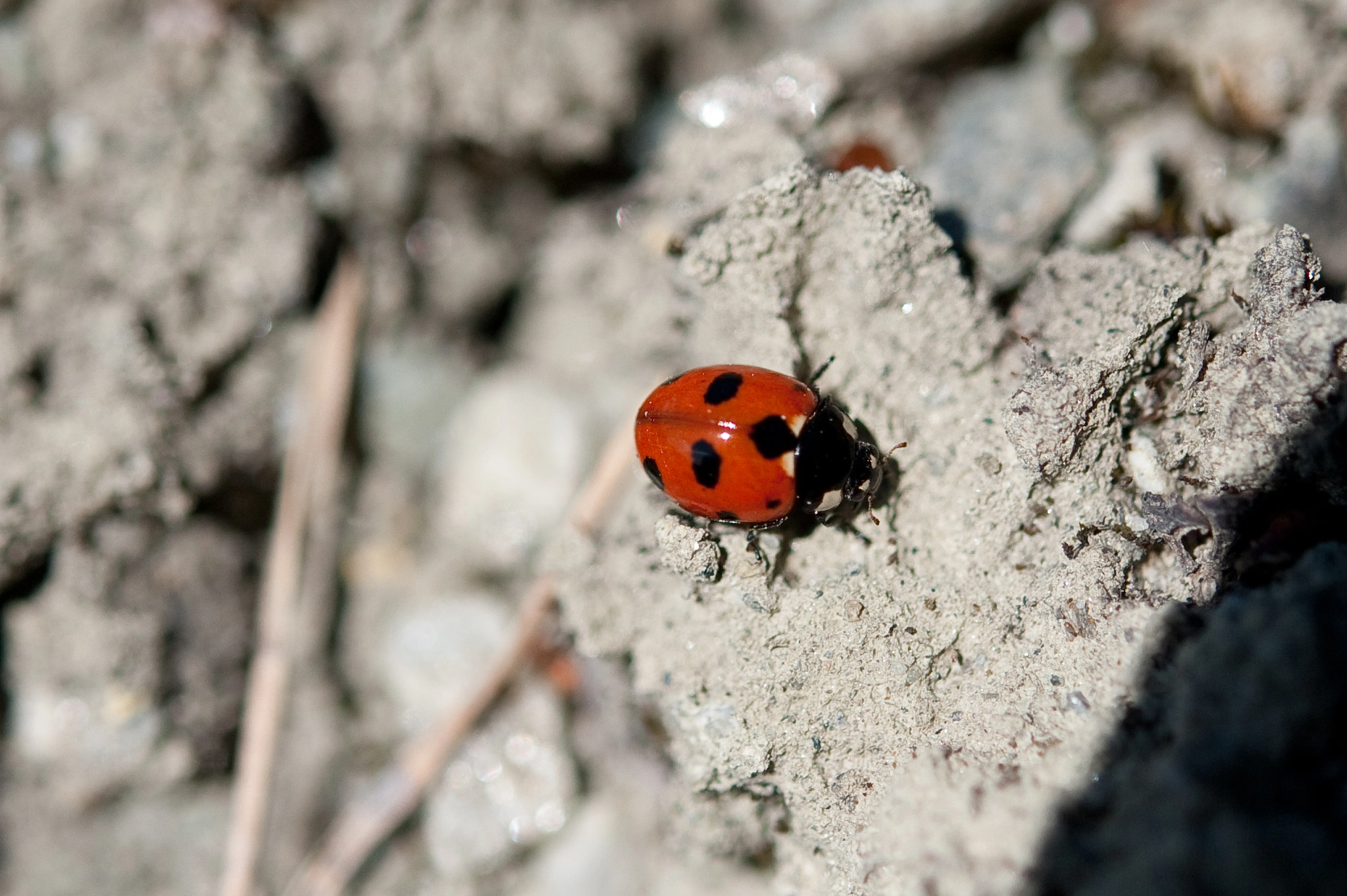 : Coccinella magnifica.