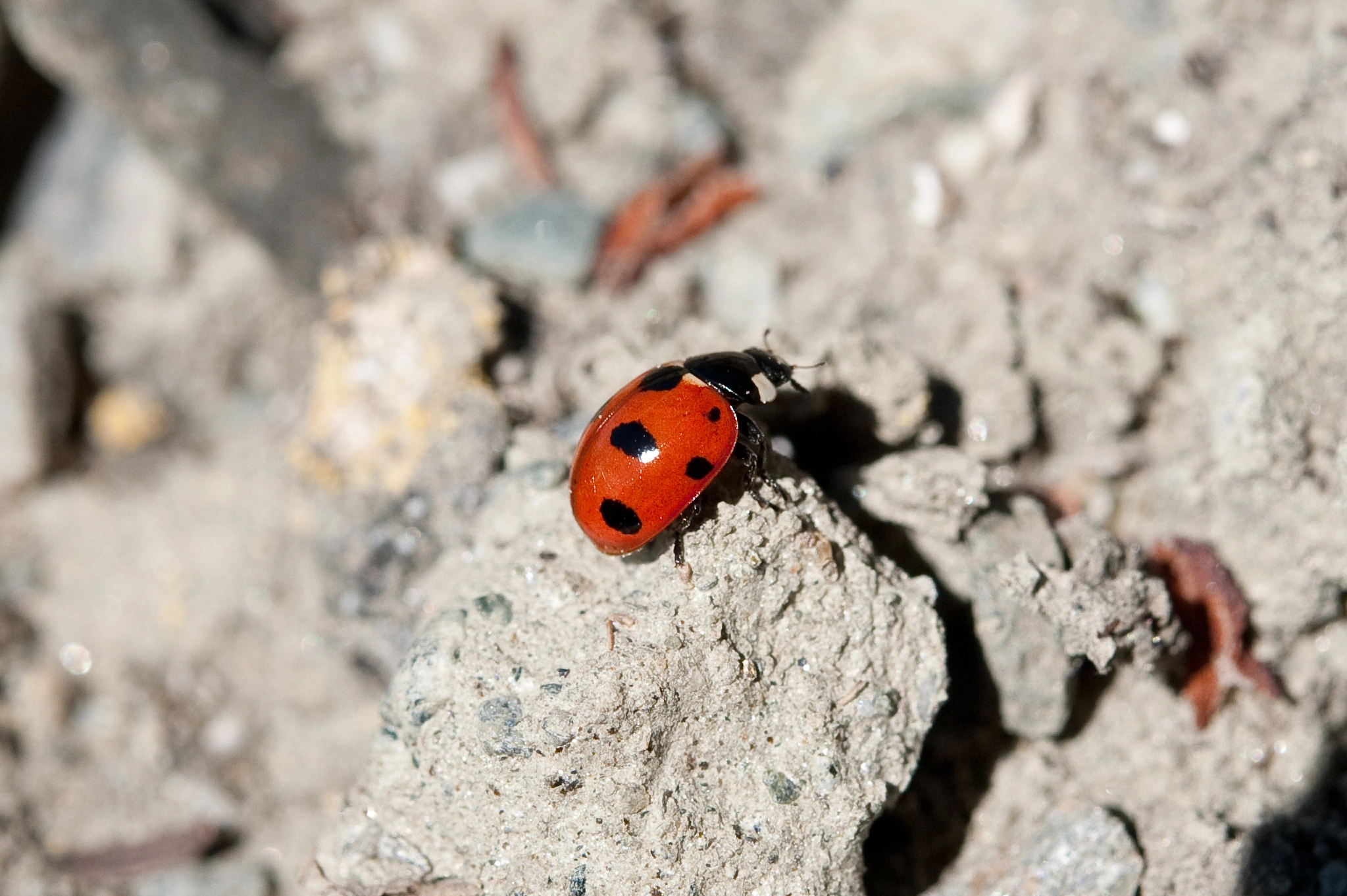 : Coccinella magnifica.