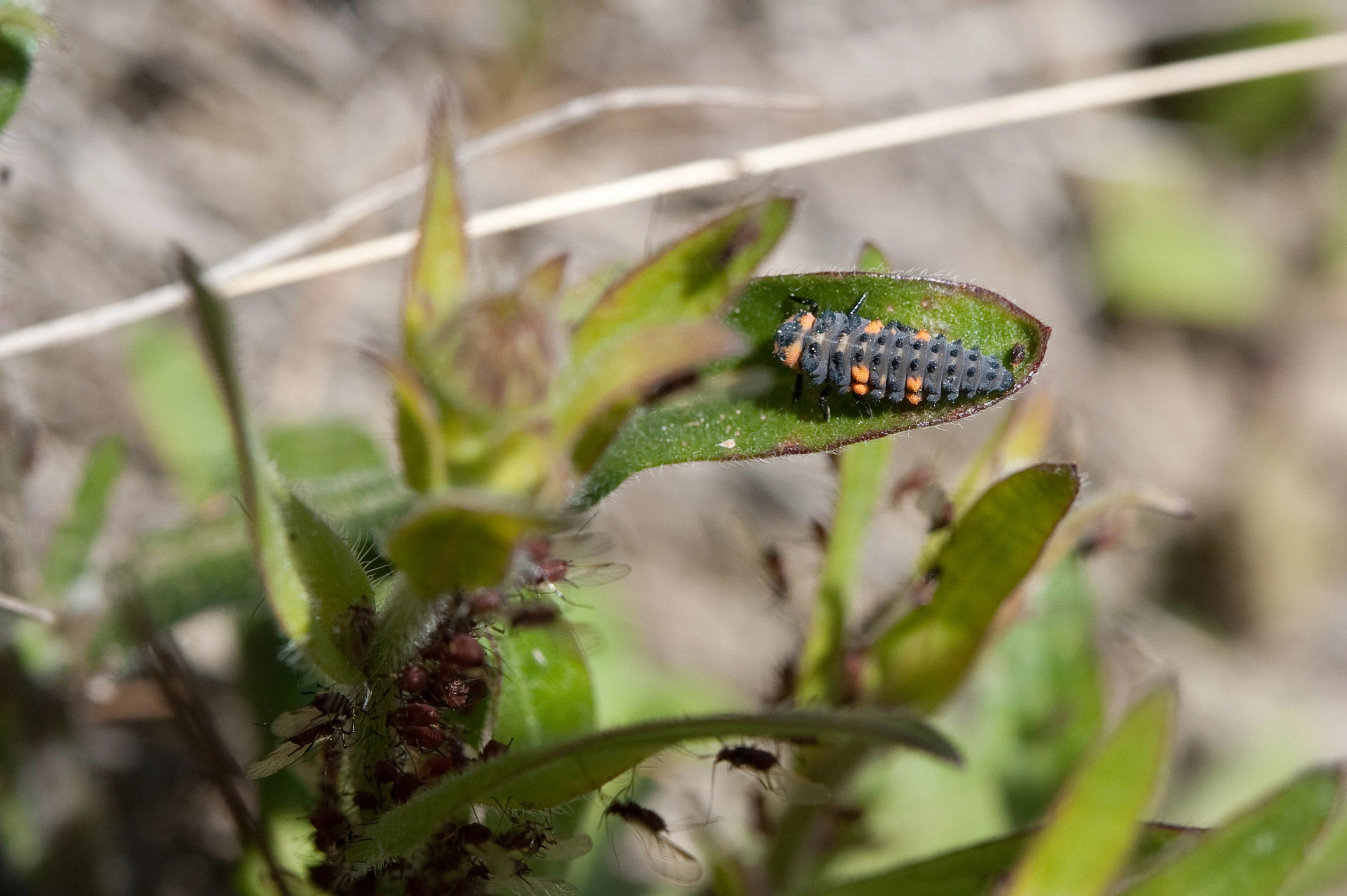 : Coccinella magnifica.