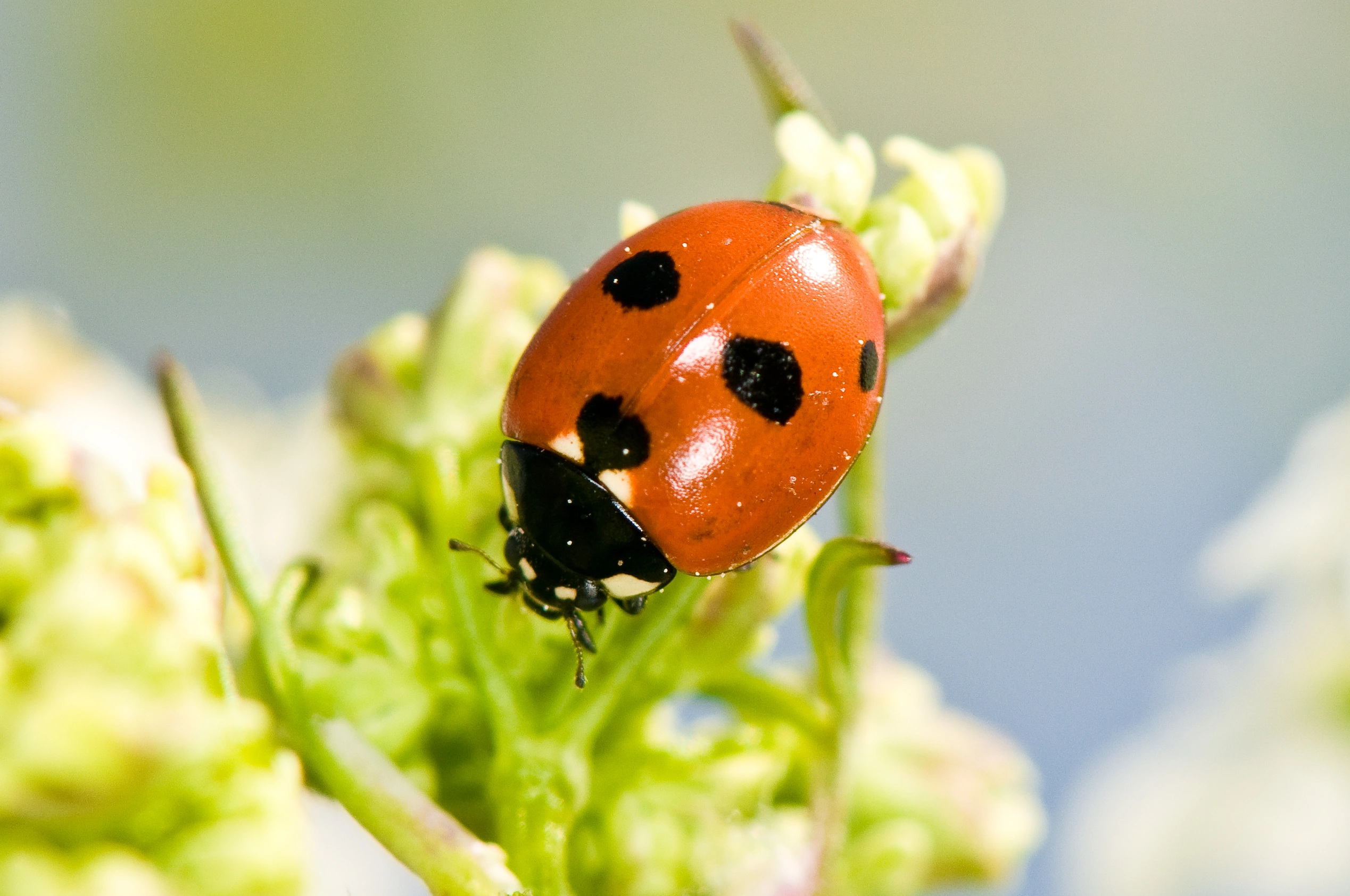 : Coccinella quinquepunctata.