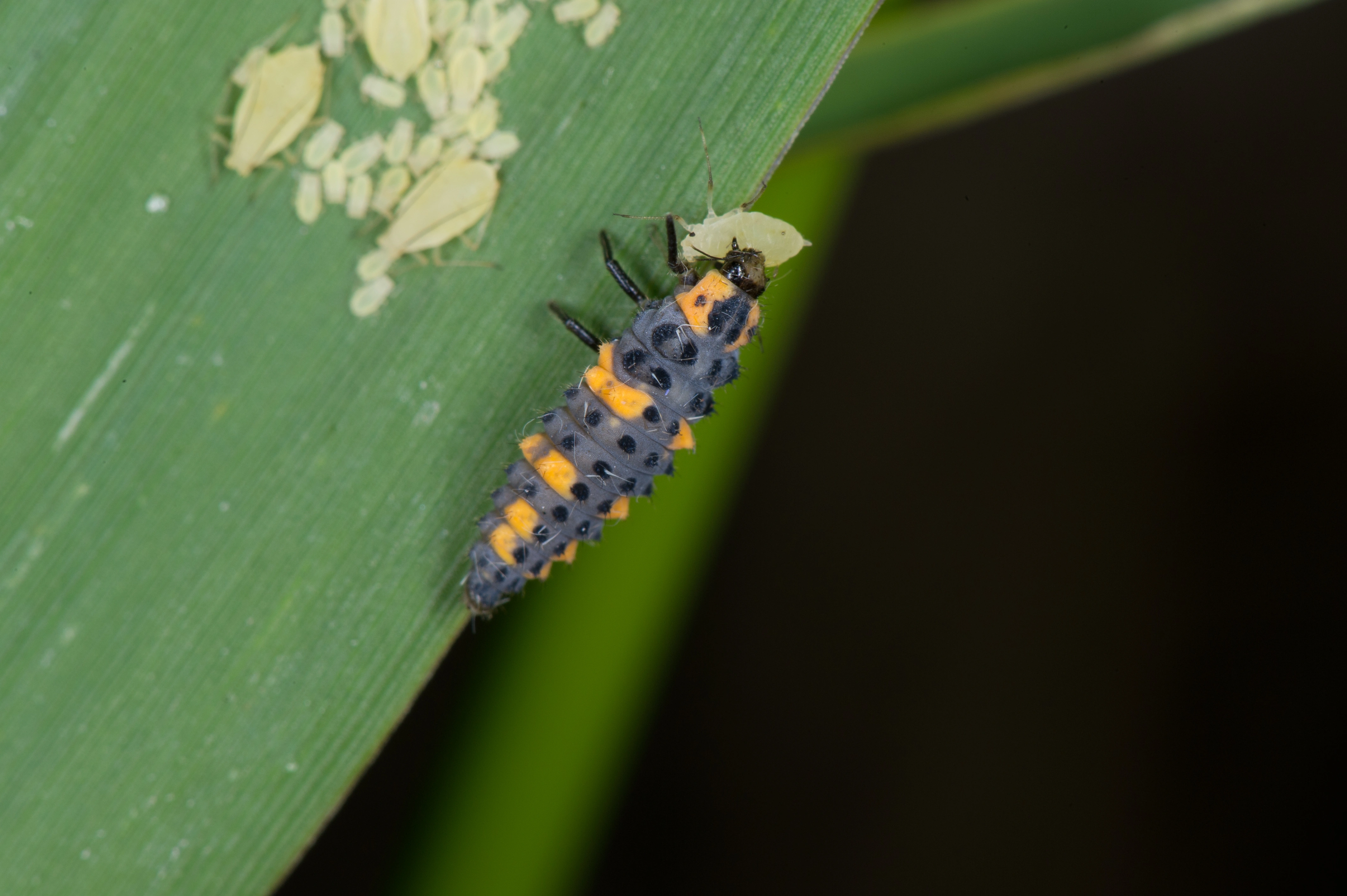 : Coccinella quinquepunctata.