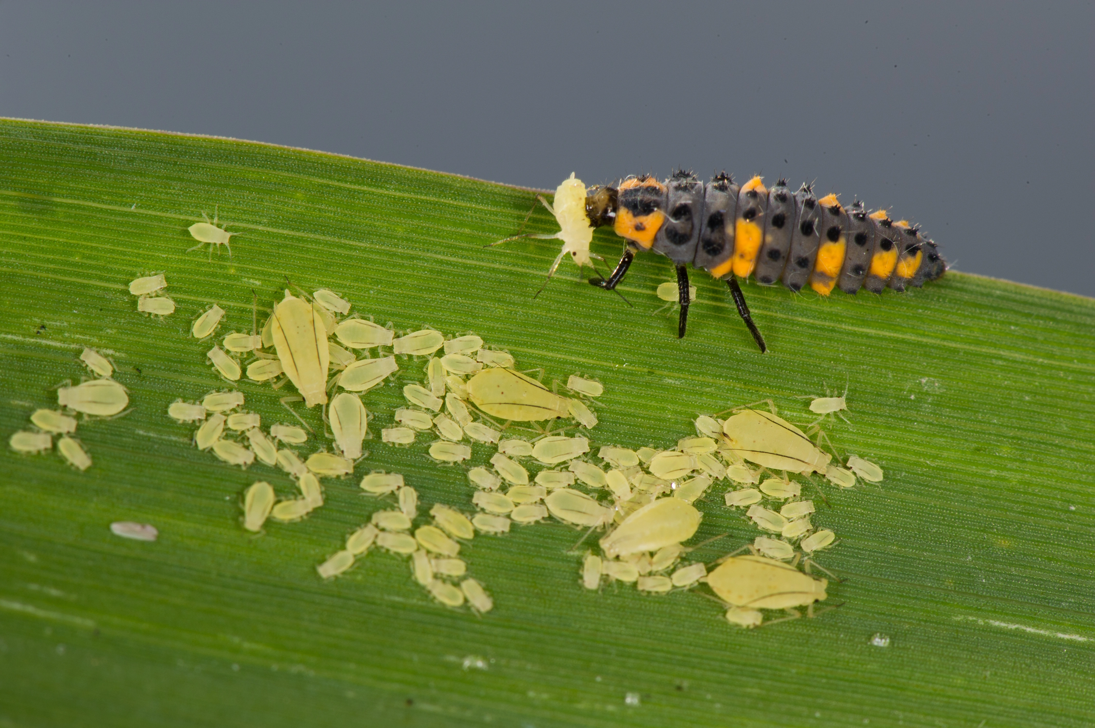 : Coccinella quinquepunctata.