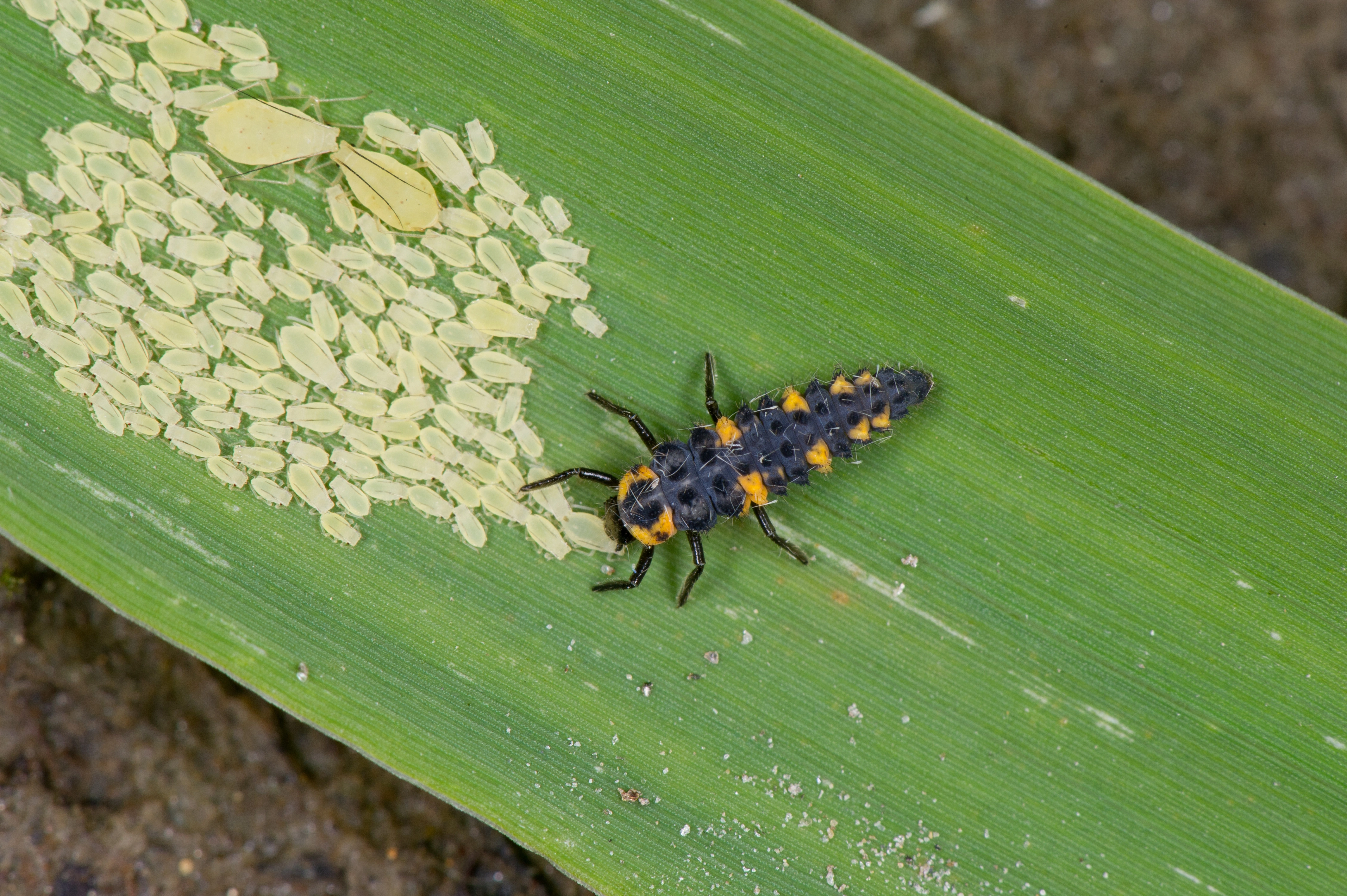 : Coccinella quinquepunctata.