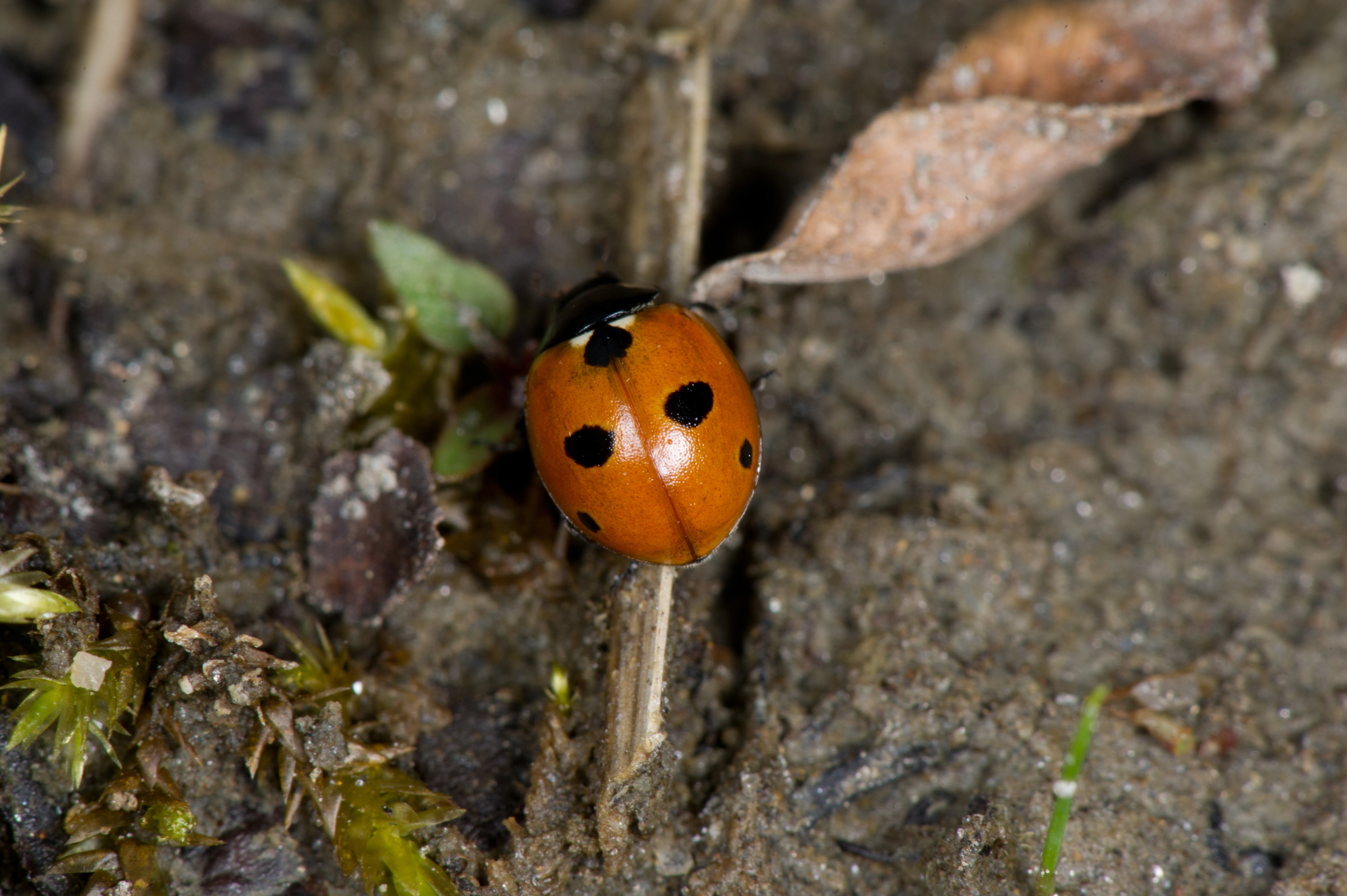 : Coccinella quinquepunctata.