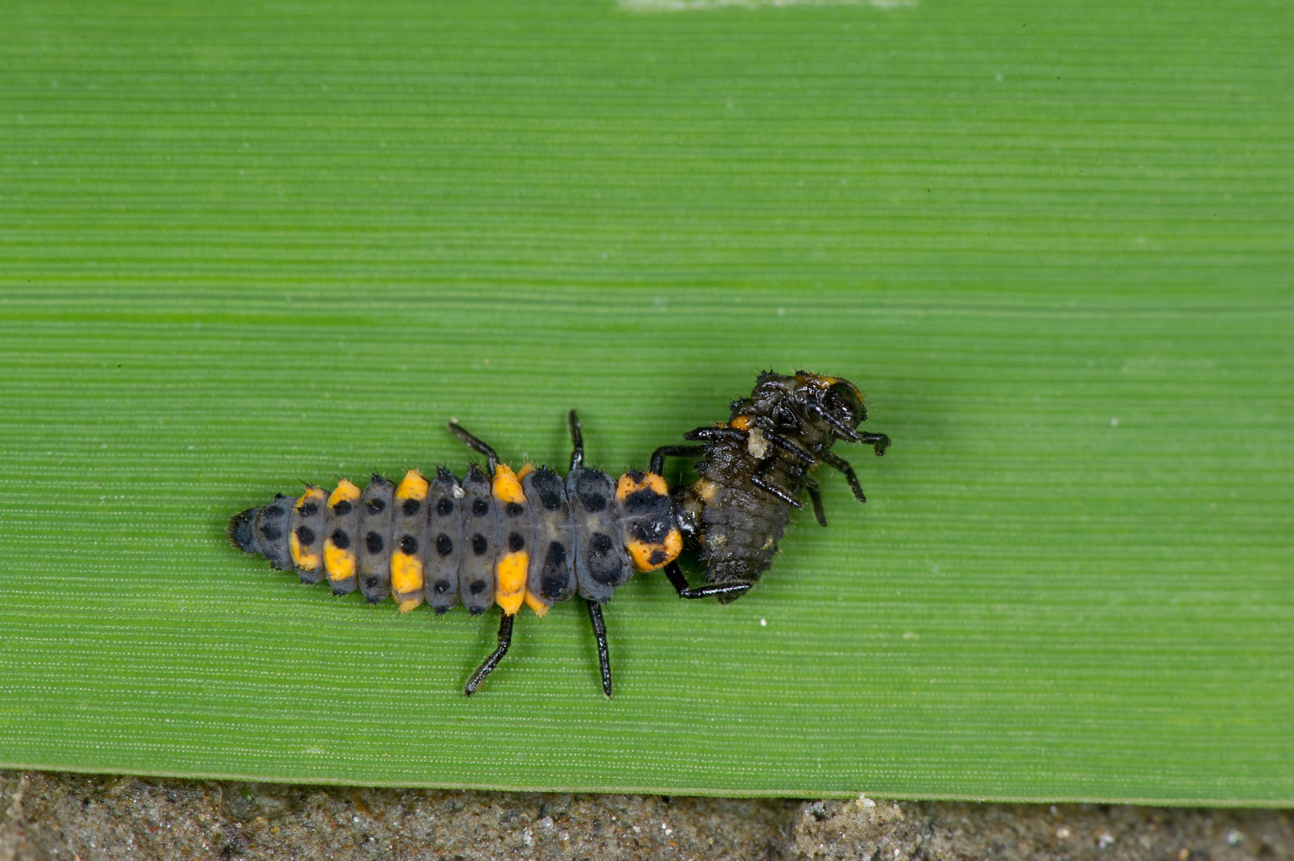 : Coccinella quinquepunctata.