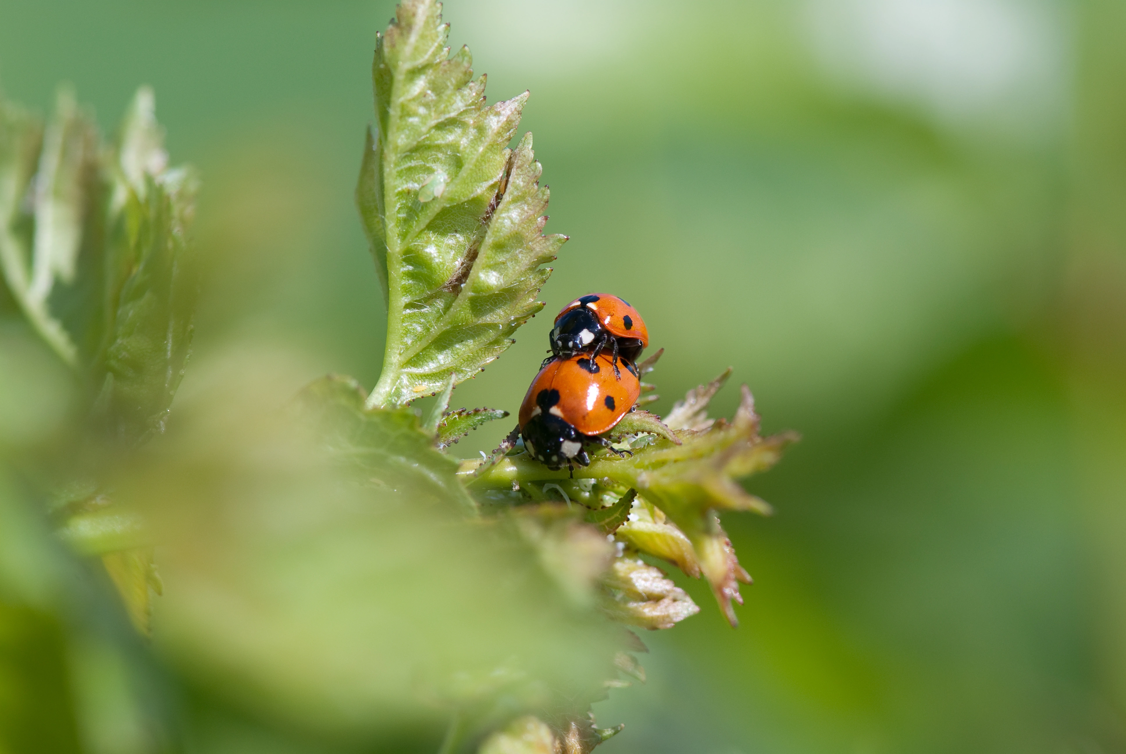 : Coccinella septempunctata.