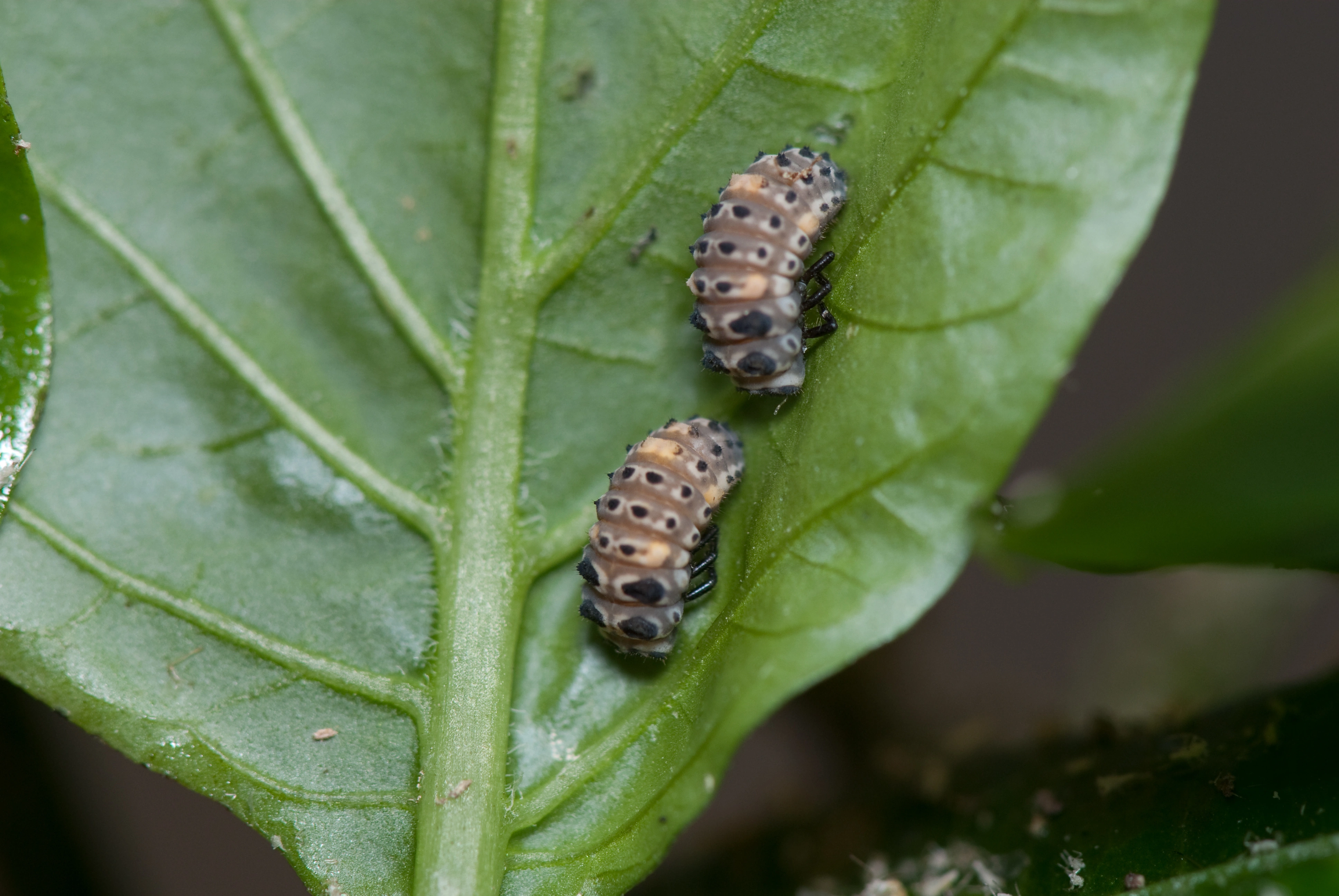 : Adalia bipunctata.