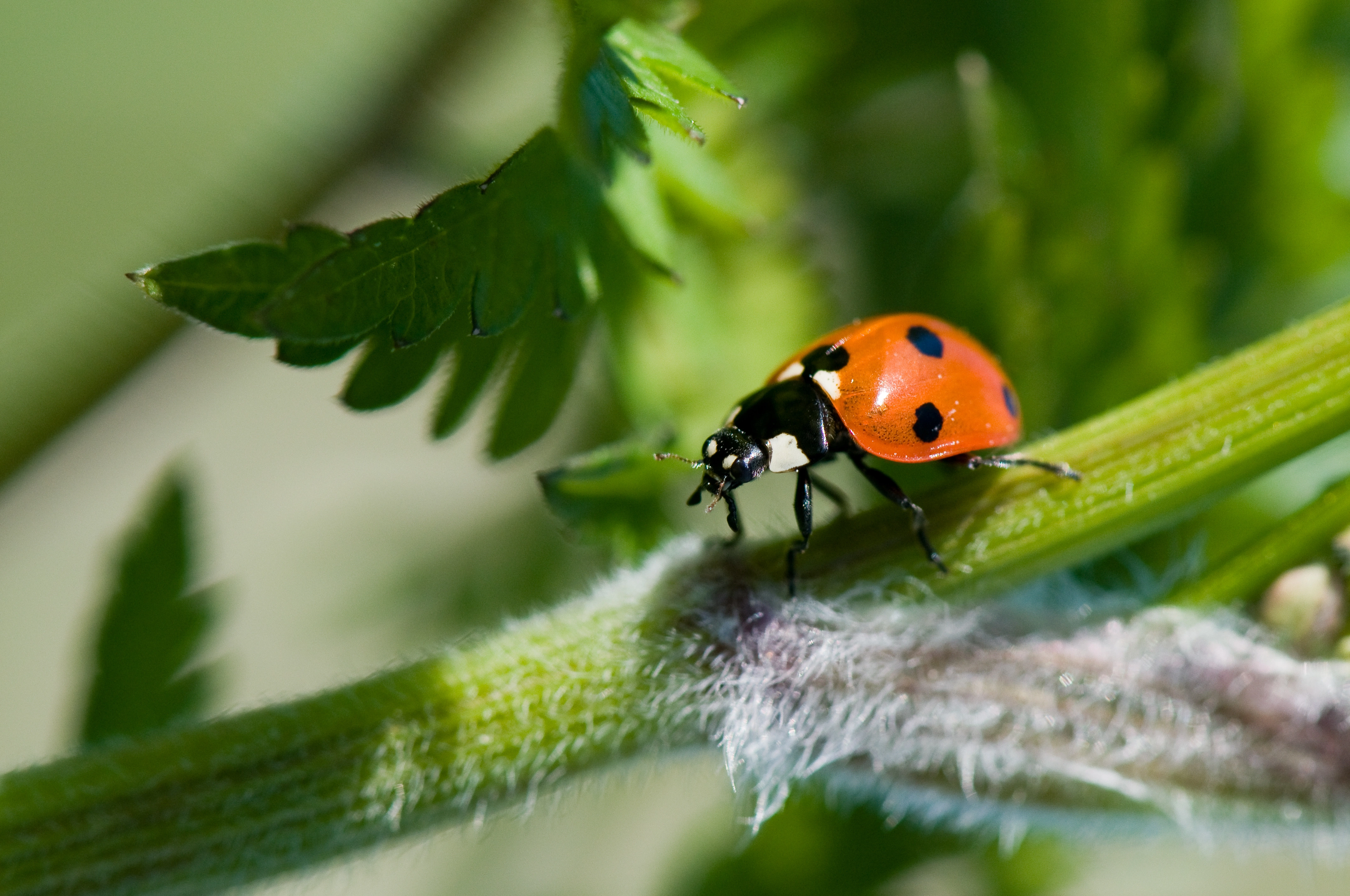 : Coccinella septempunctata.