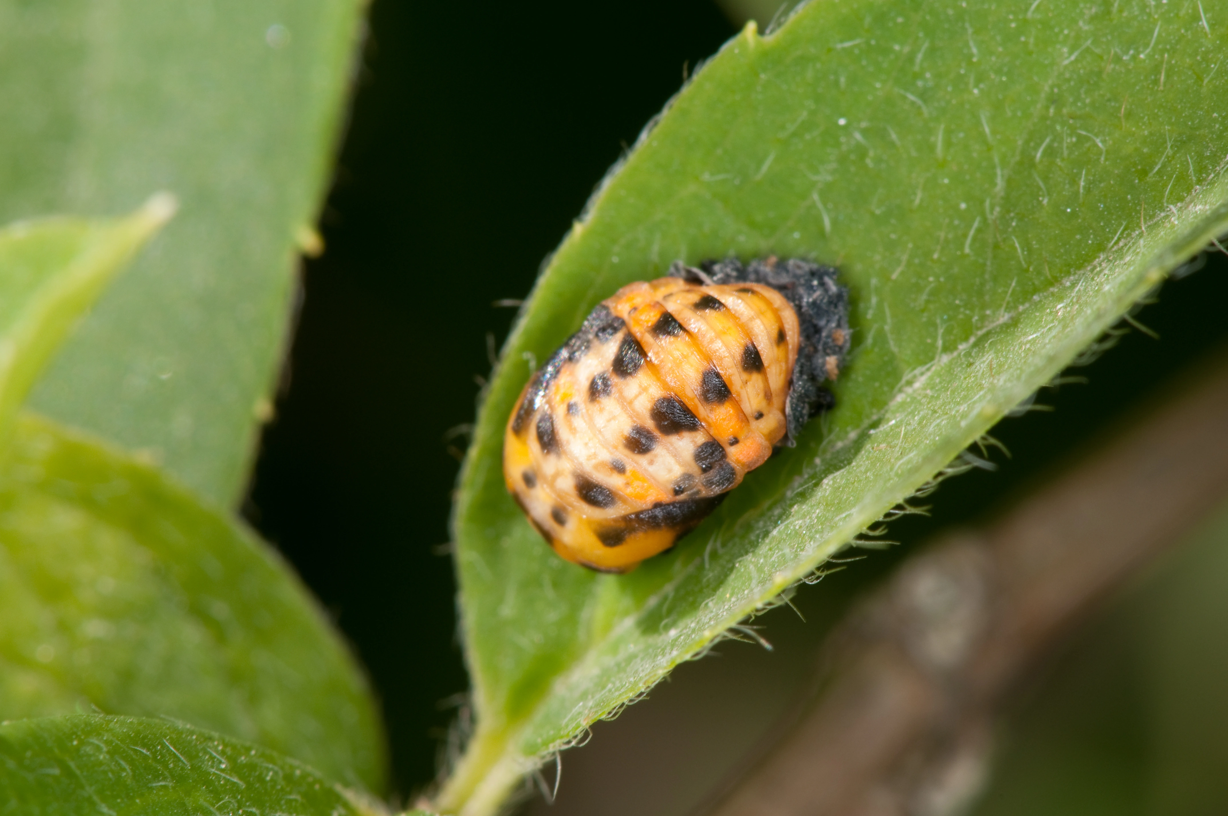 : Coccinella septempunctata.