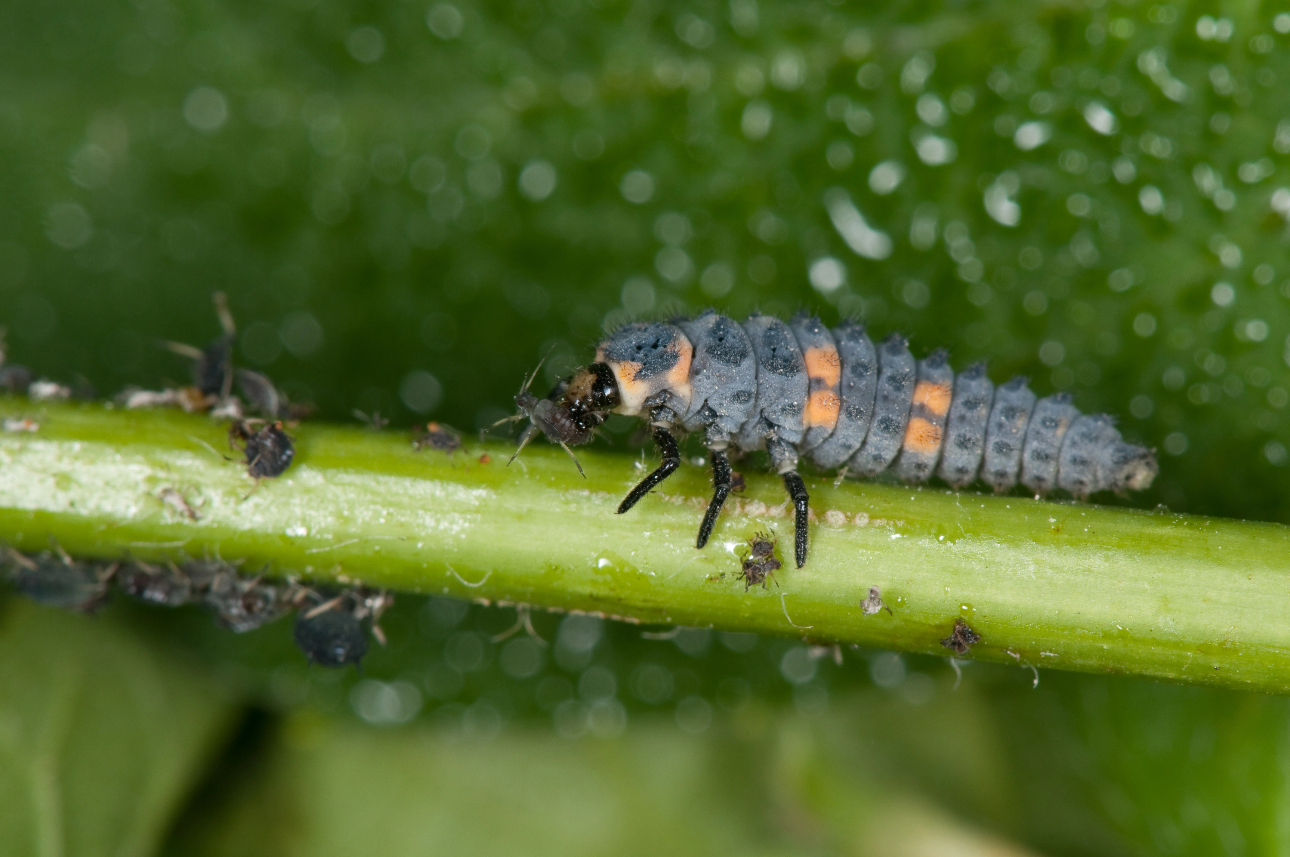 : Coccinella septempunctata.