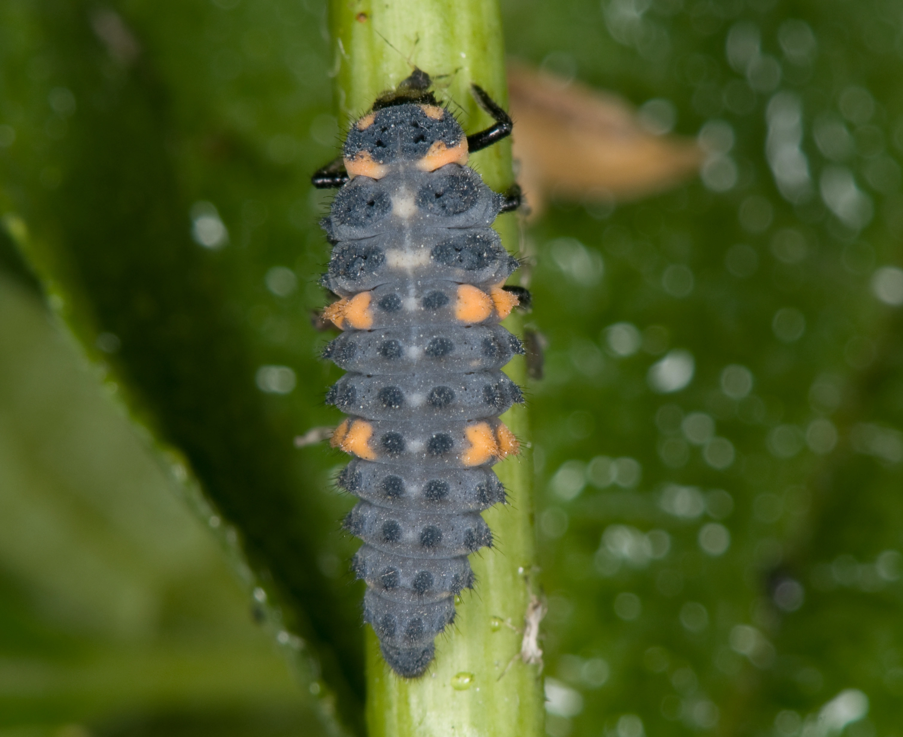 : Coccinella septempunctata.