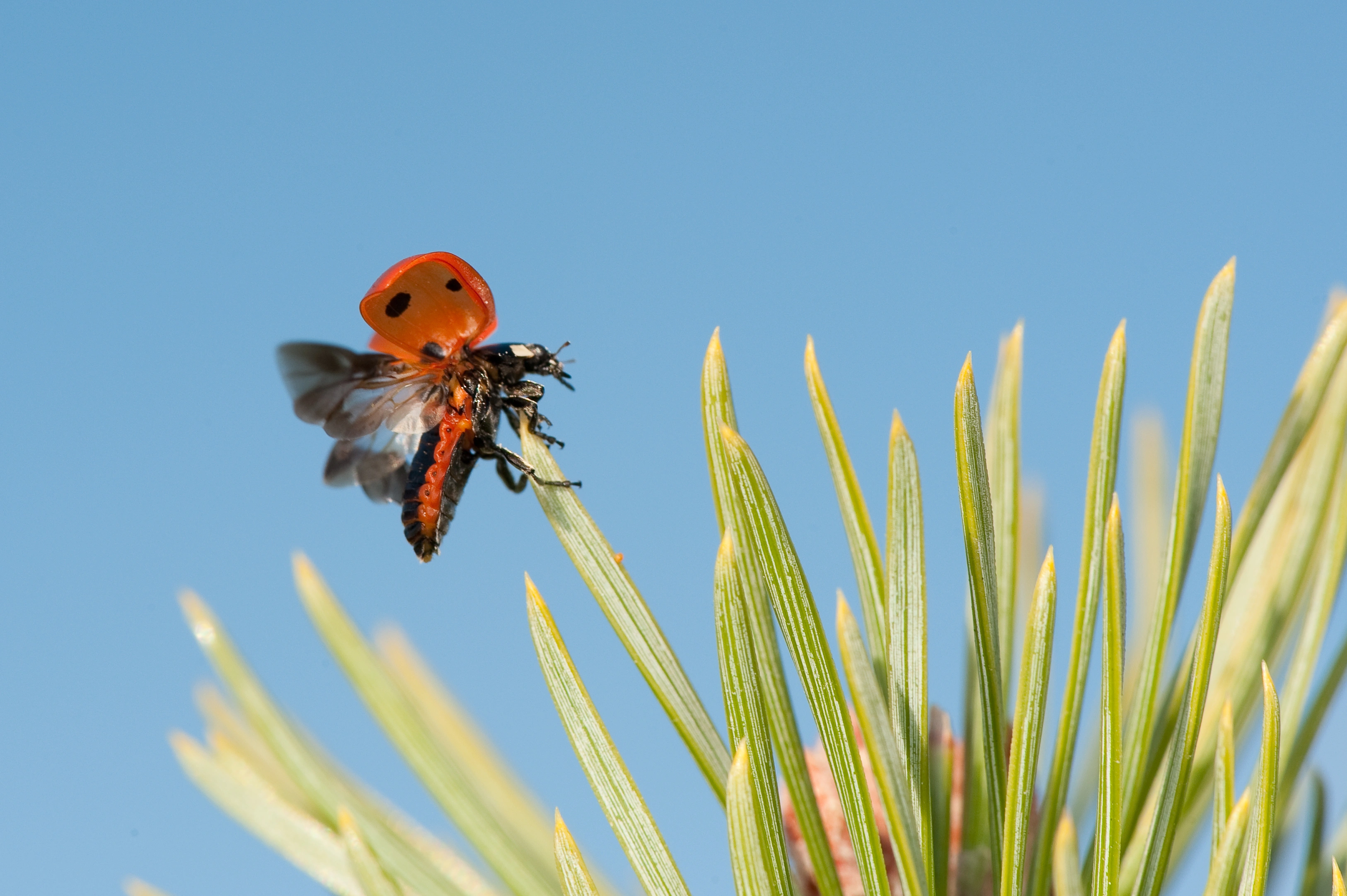 : Coccinella septempunctata.