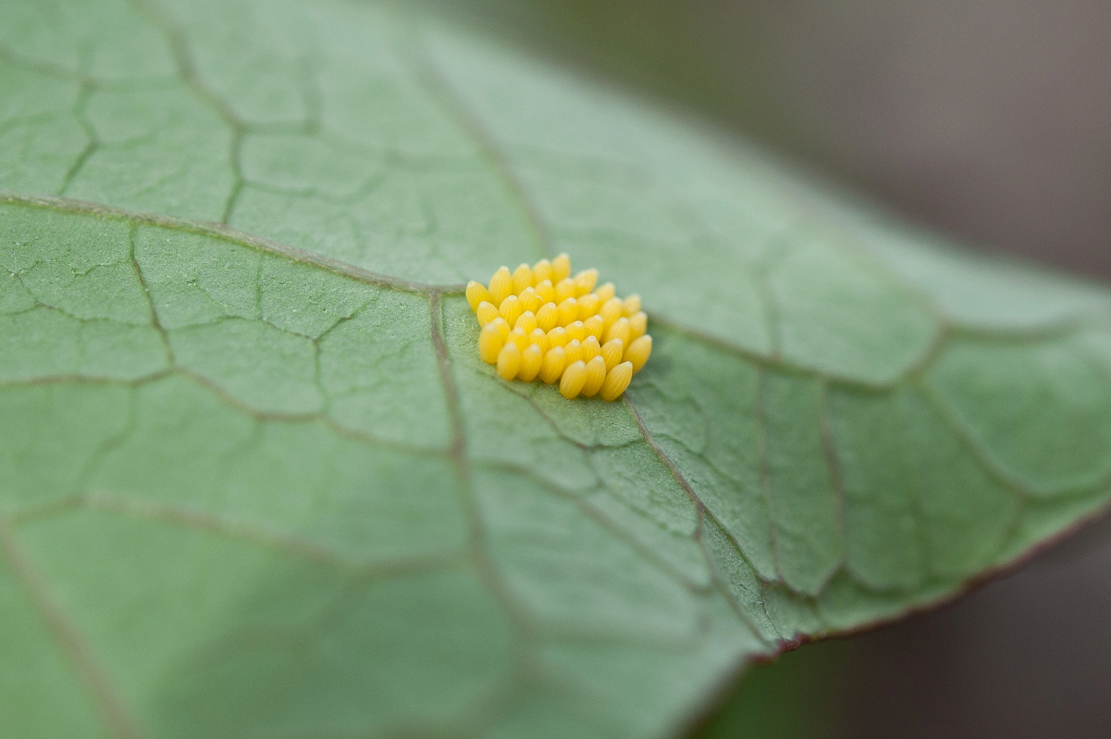 : Coccinella septempunctata.