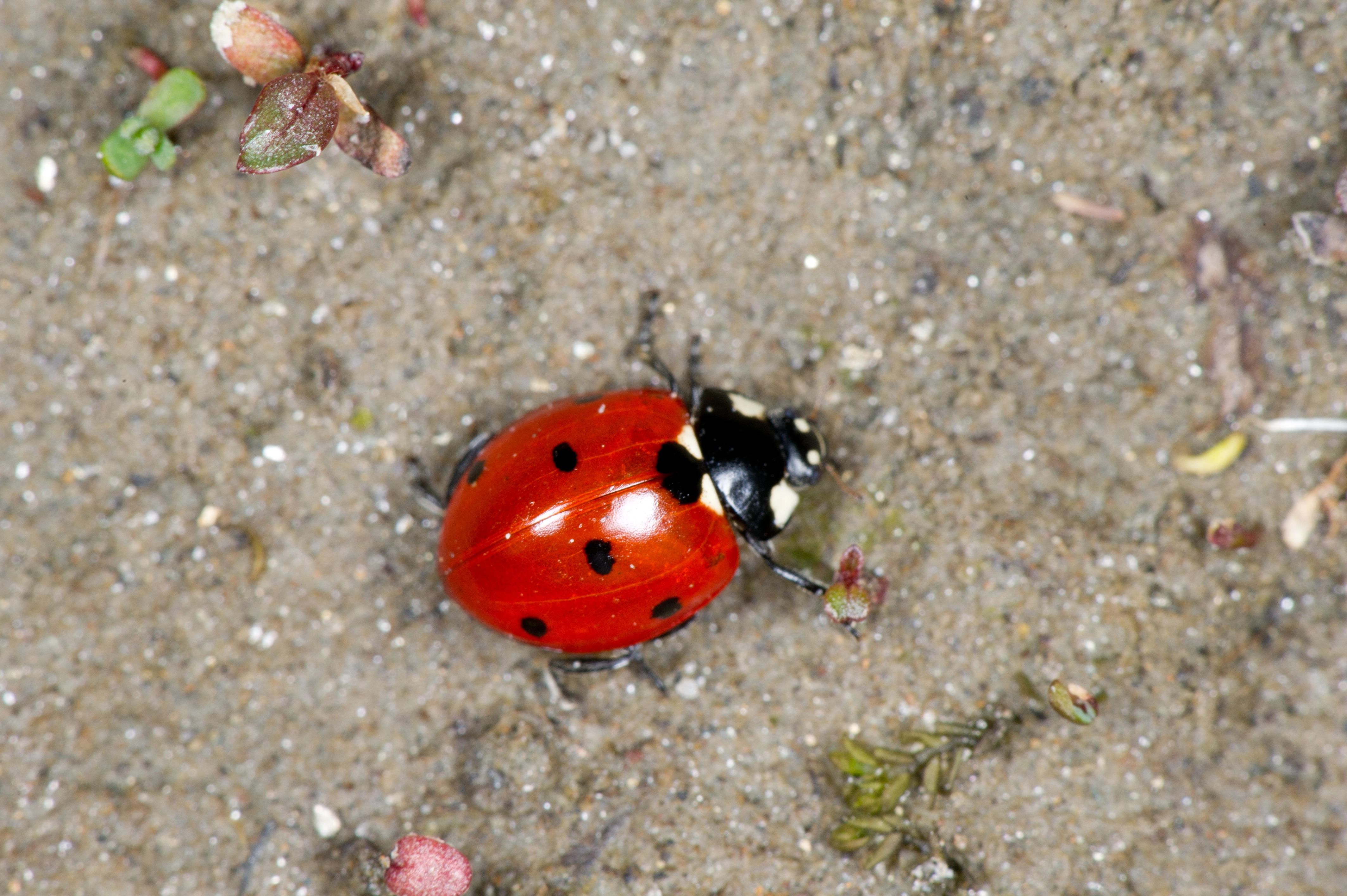 : Coccinella septempunctata.